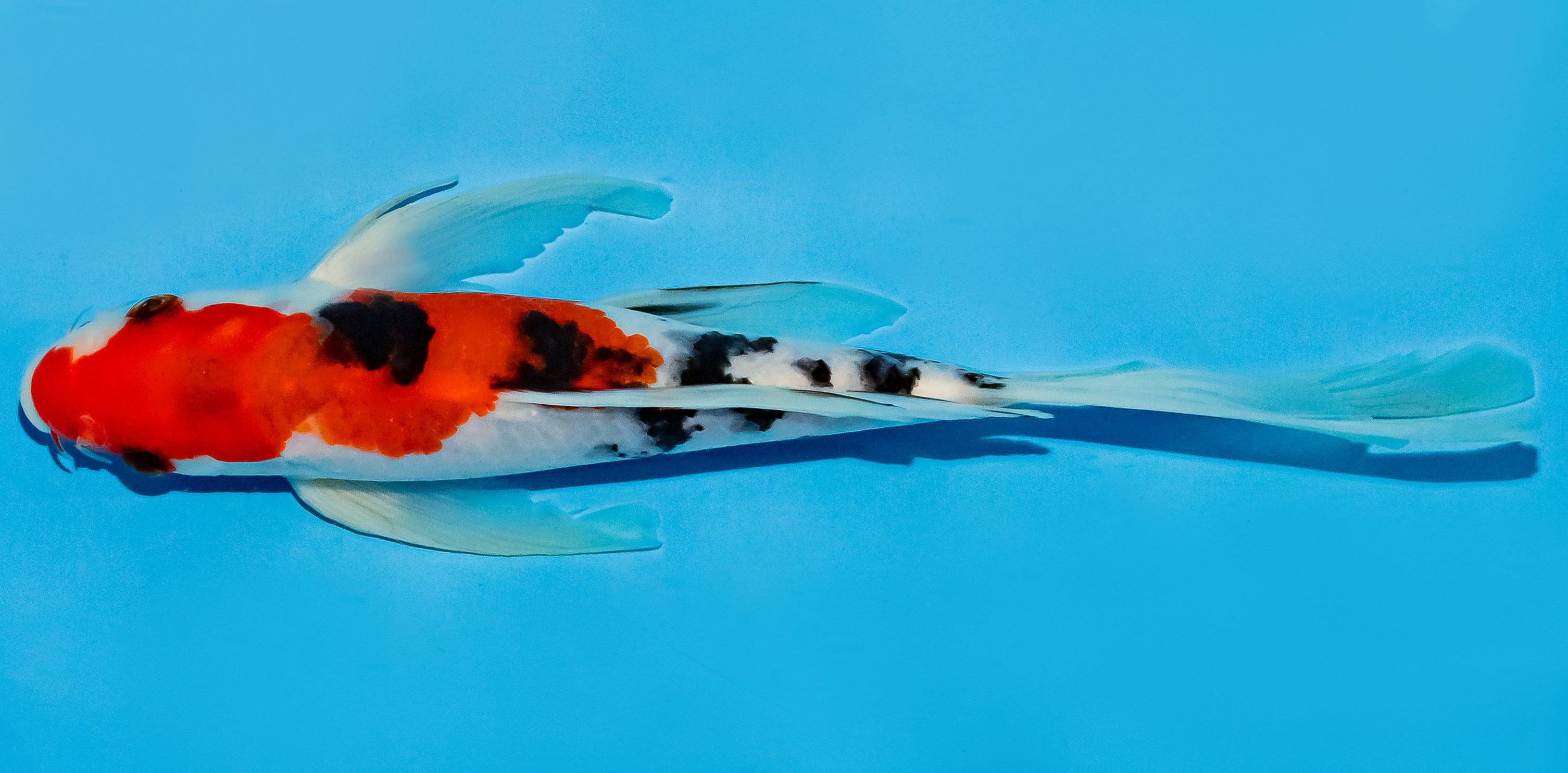 Butterfly Koi 25-30cm Nr. 5616