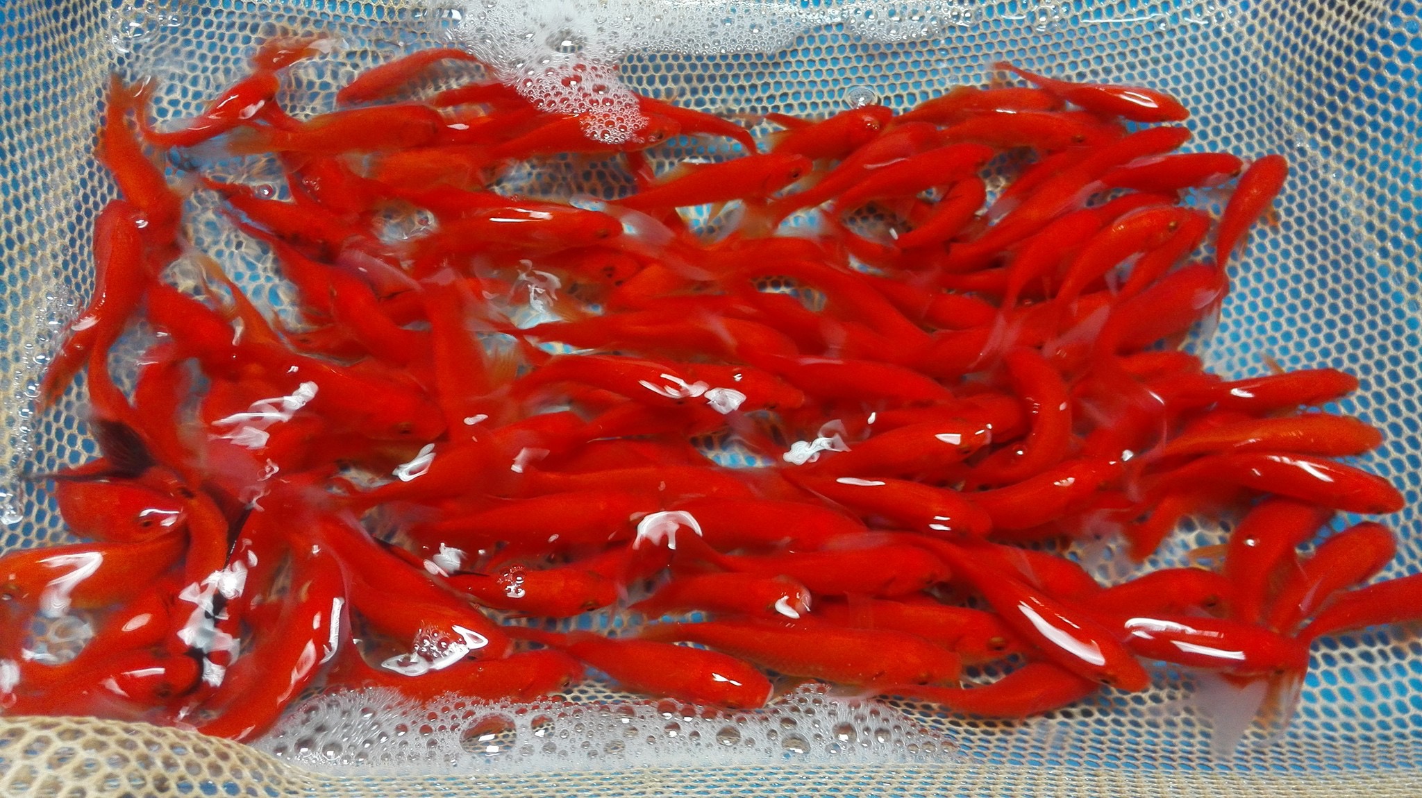 400x Goudvis Comet (Carassius auratus) 5-7cm