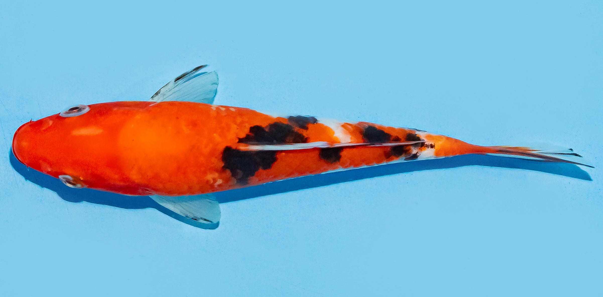 Koi 17-20cm Nr. 8708
