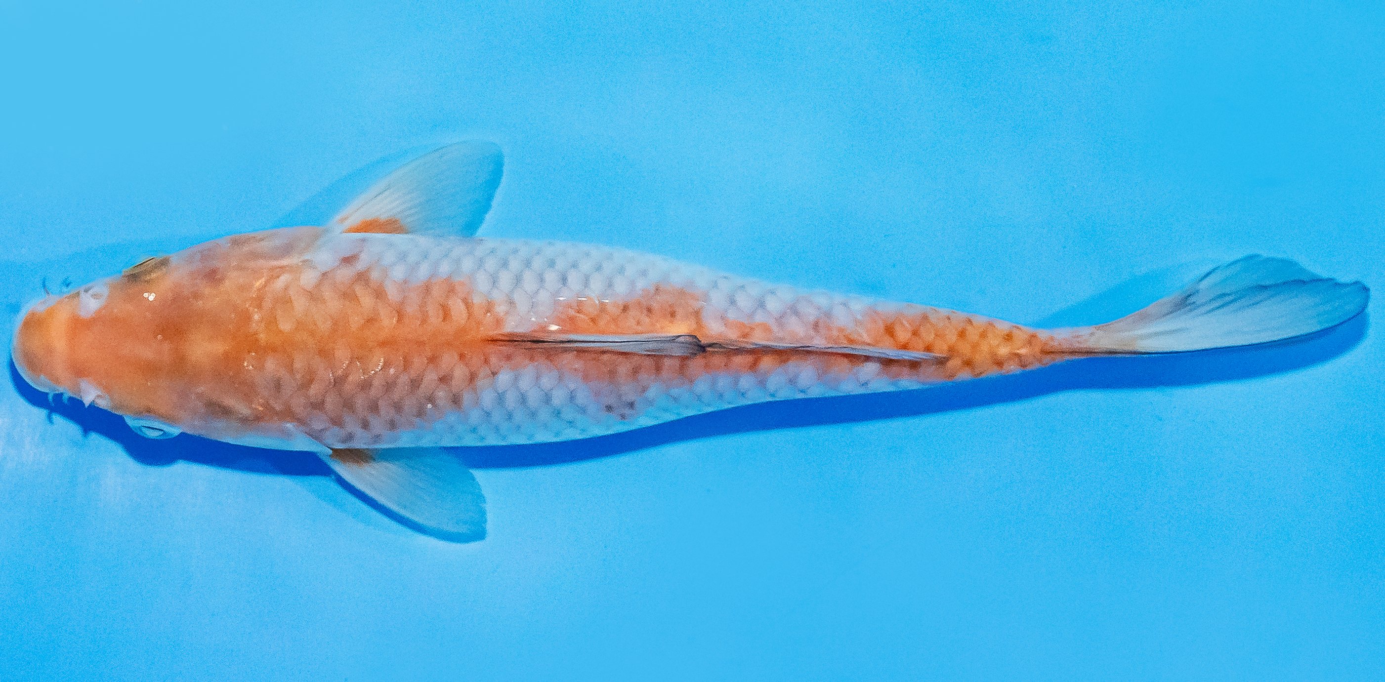 Koi 20-25cm Nr. 1835