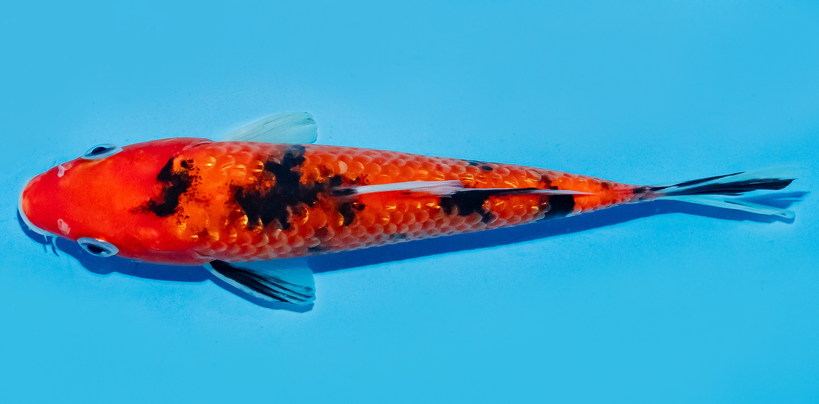 Koi 17-20cm Nr. 8729