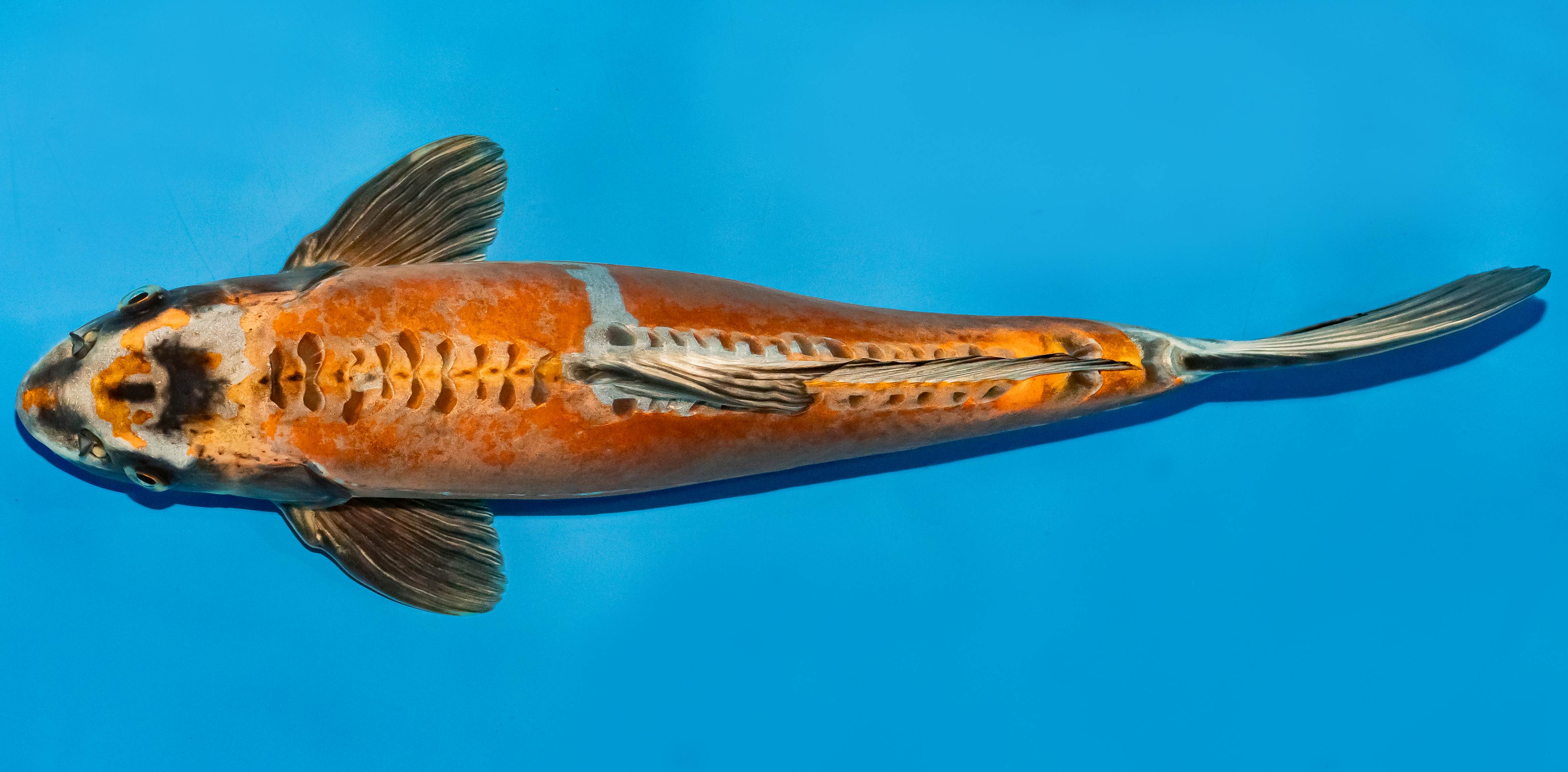 Koi 40-45cm Nr. 4965