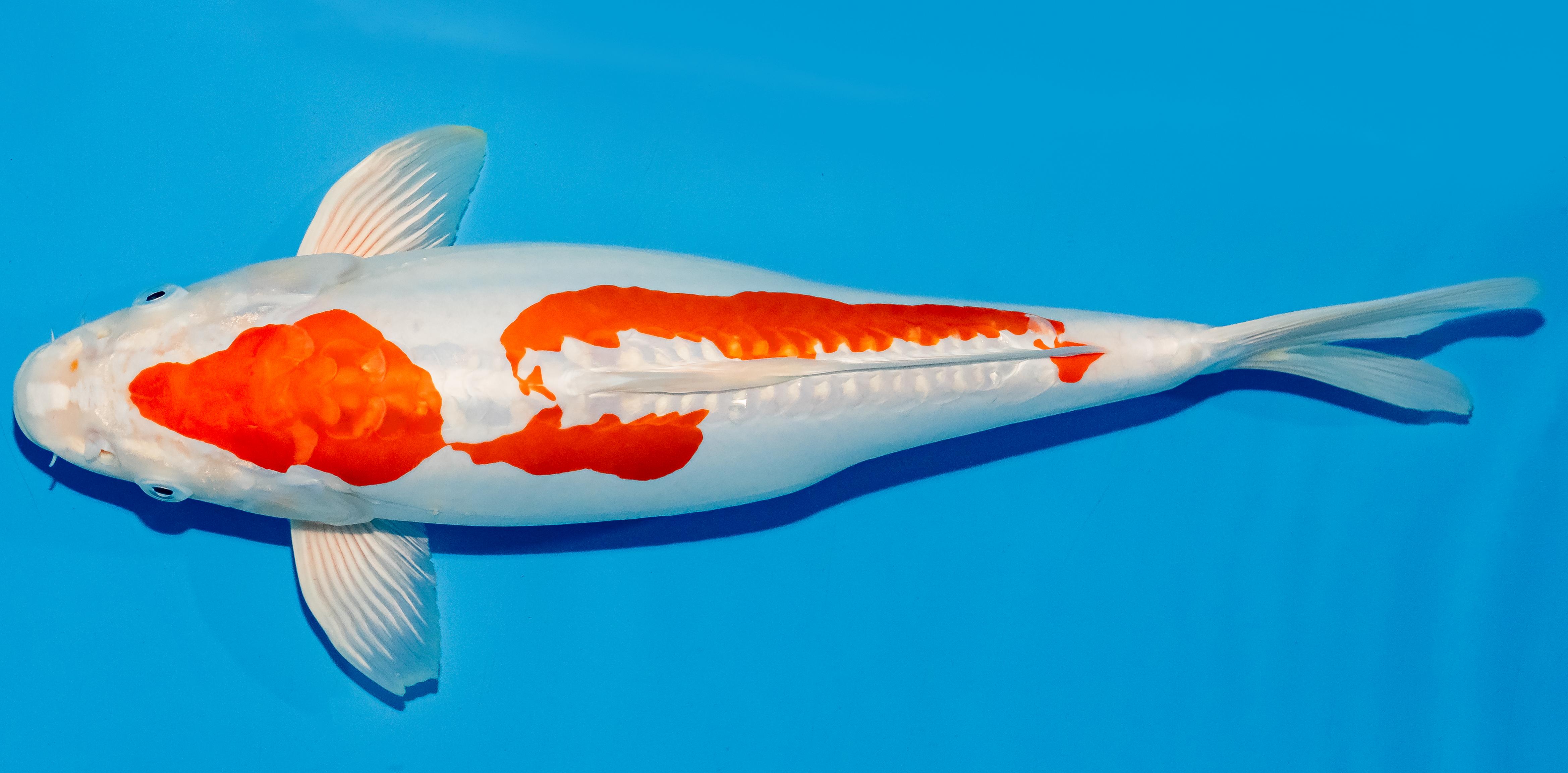 Koi 40-45cm Nr. 4905