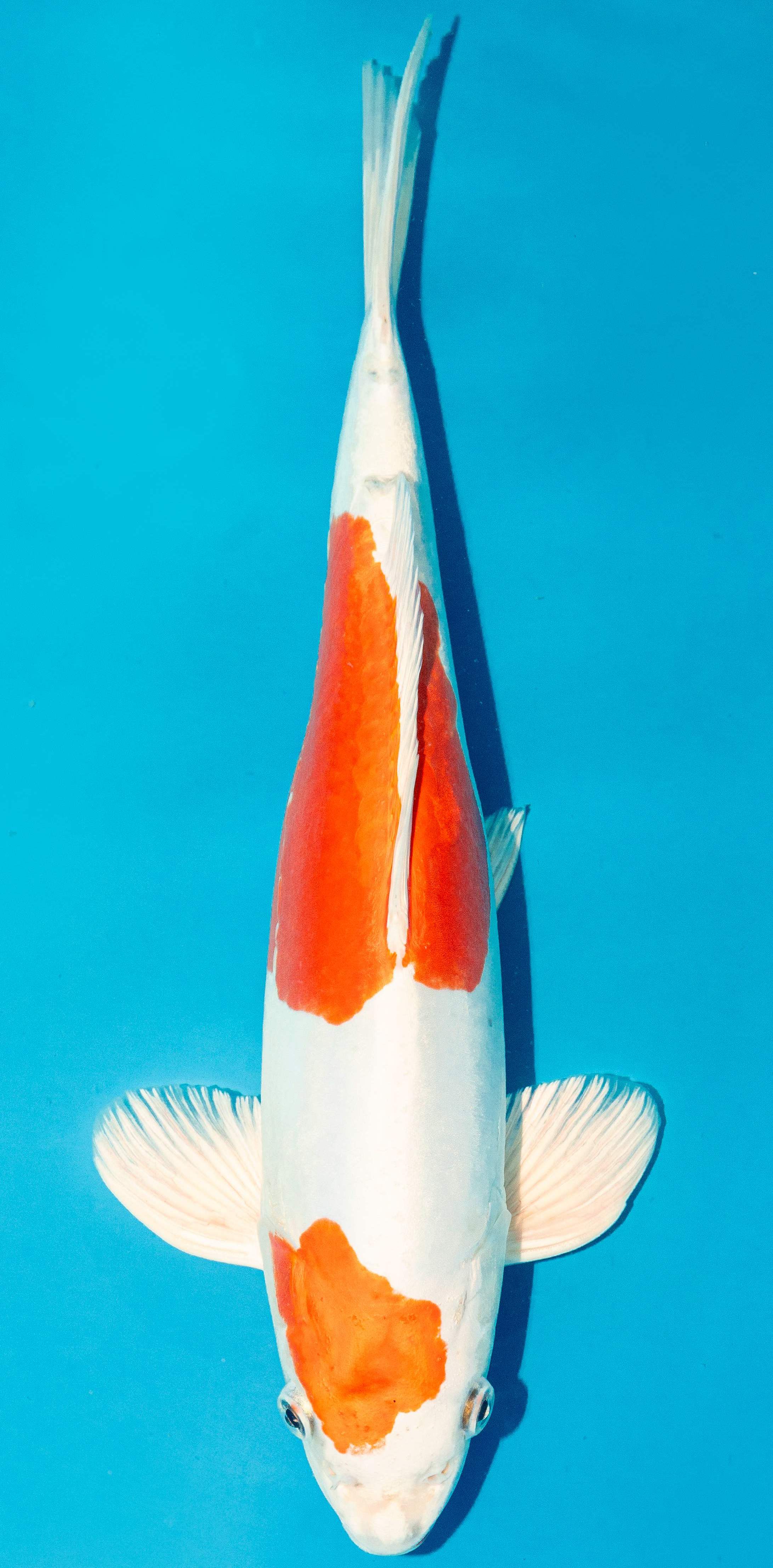 Koi 40-45cm Nr. 3463