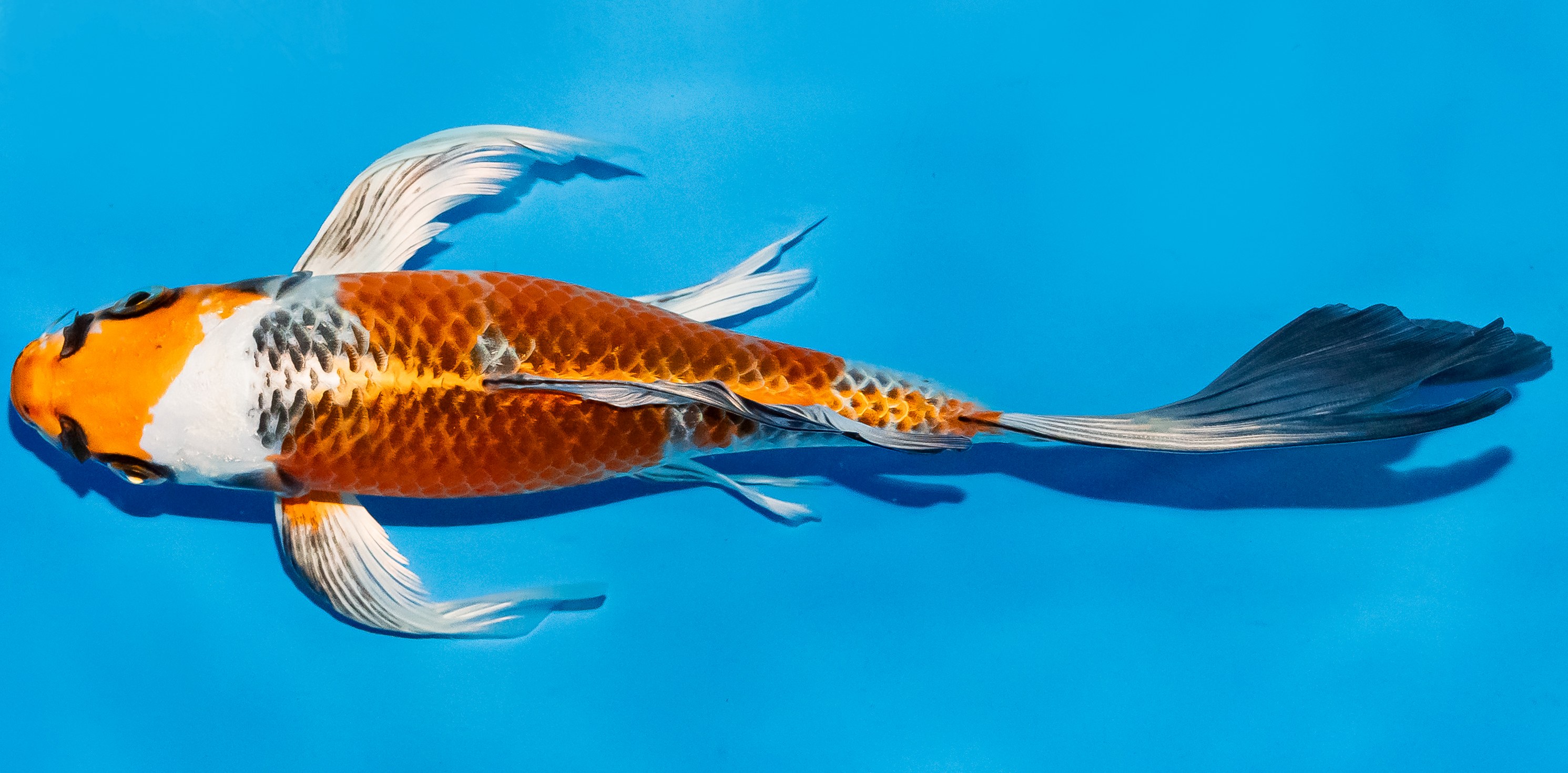 Butterfly Koi 25-30cm Nr. 5630