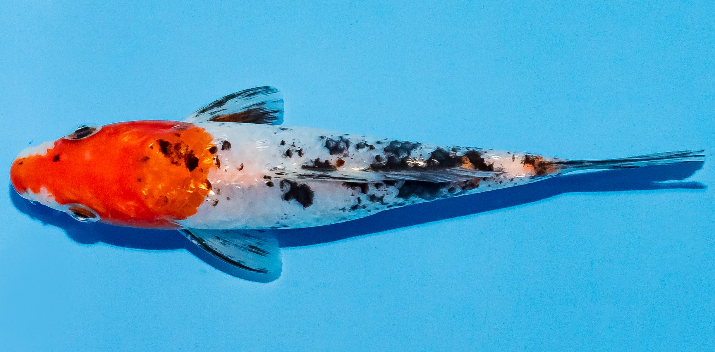 Koi 14-17cm Nr. 4766