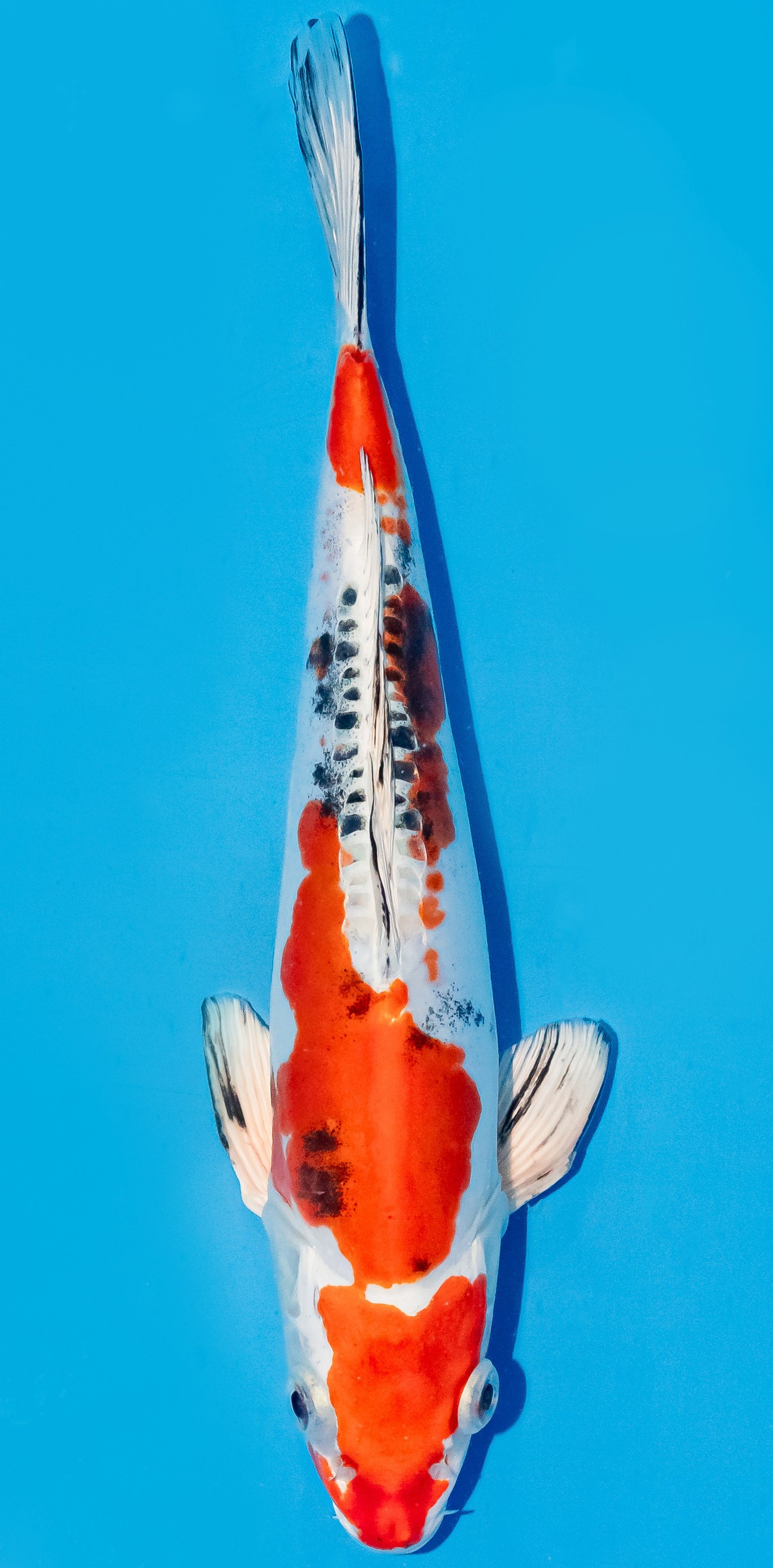 Koi 25-30cm Nr. 6234