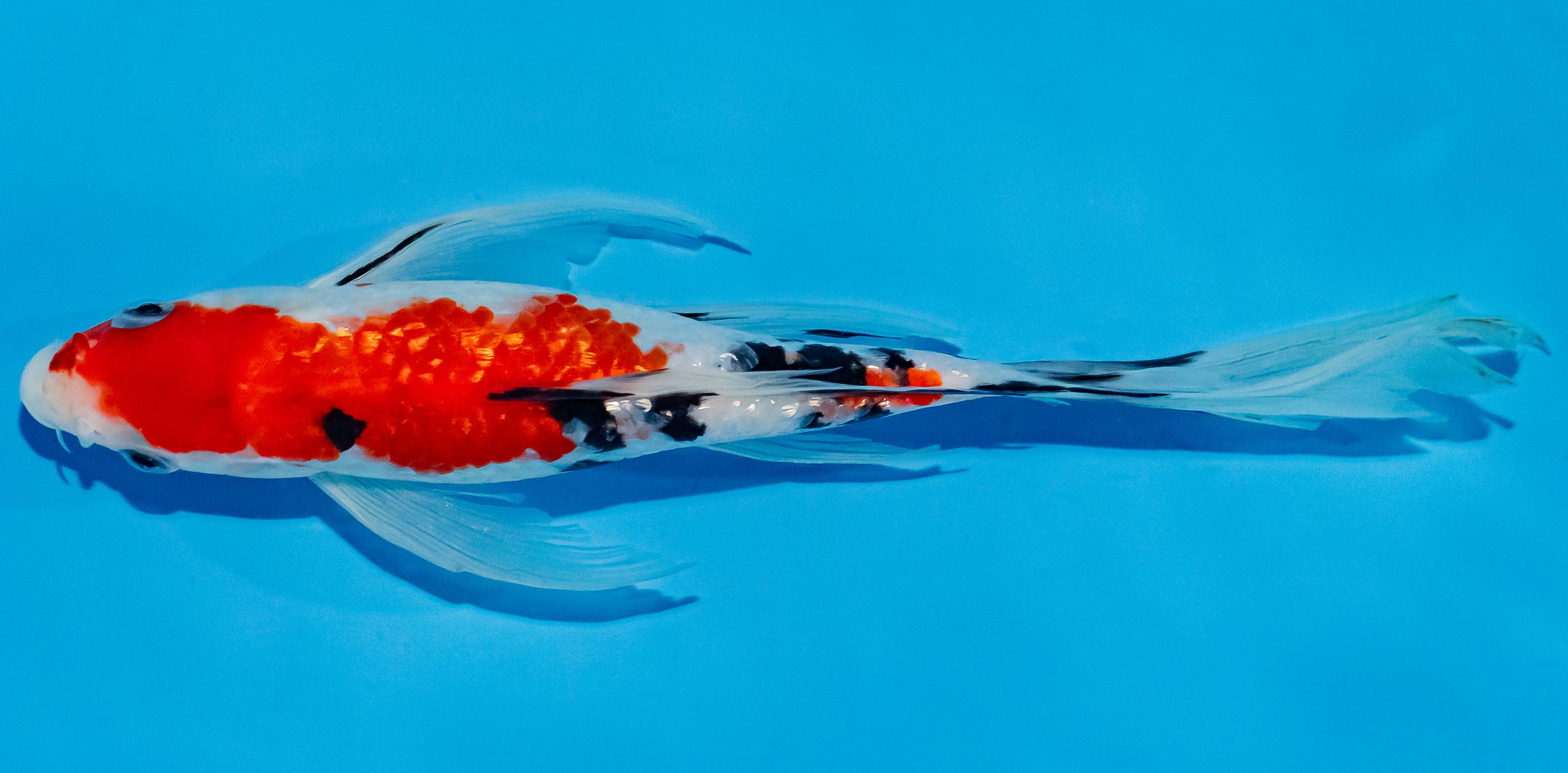 Butterfly Koi 25-30cm Nr. 2365
