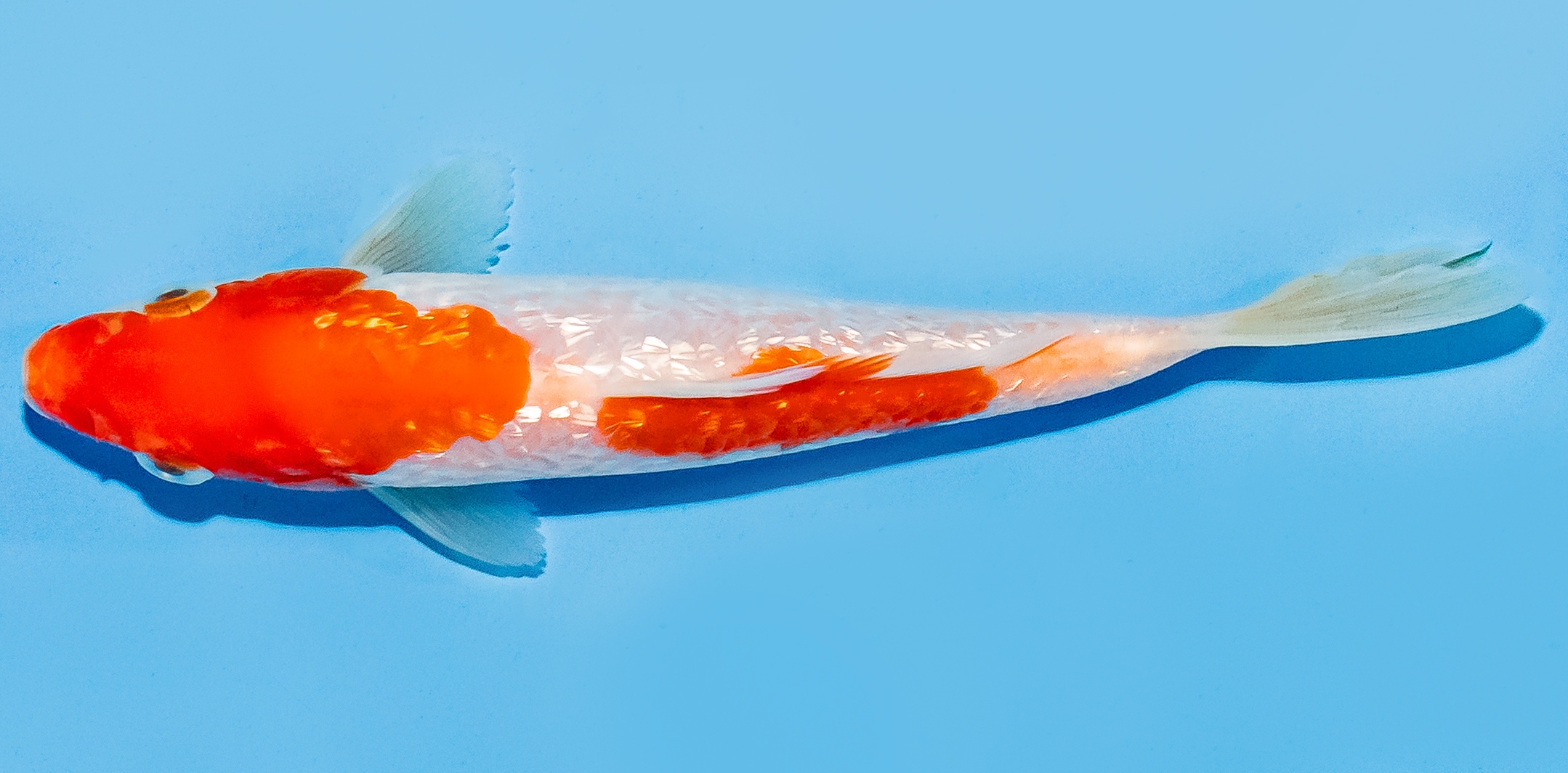 Koi 14-17cm Nr. 8001