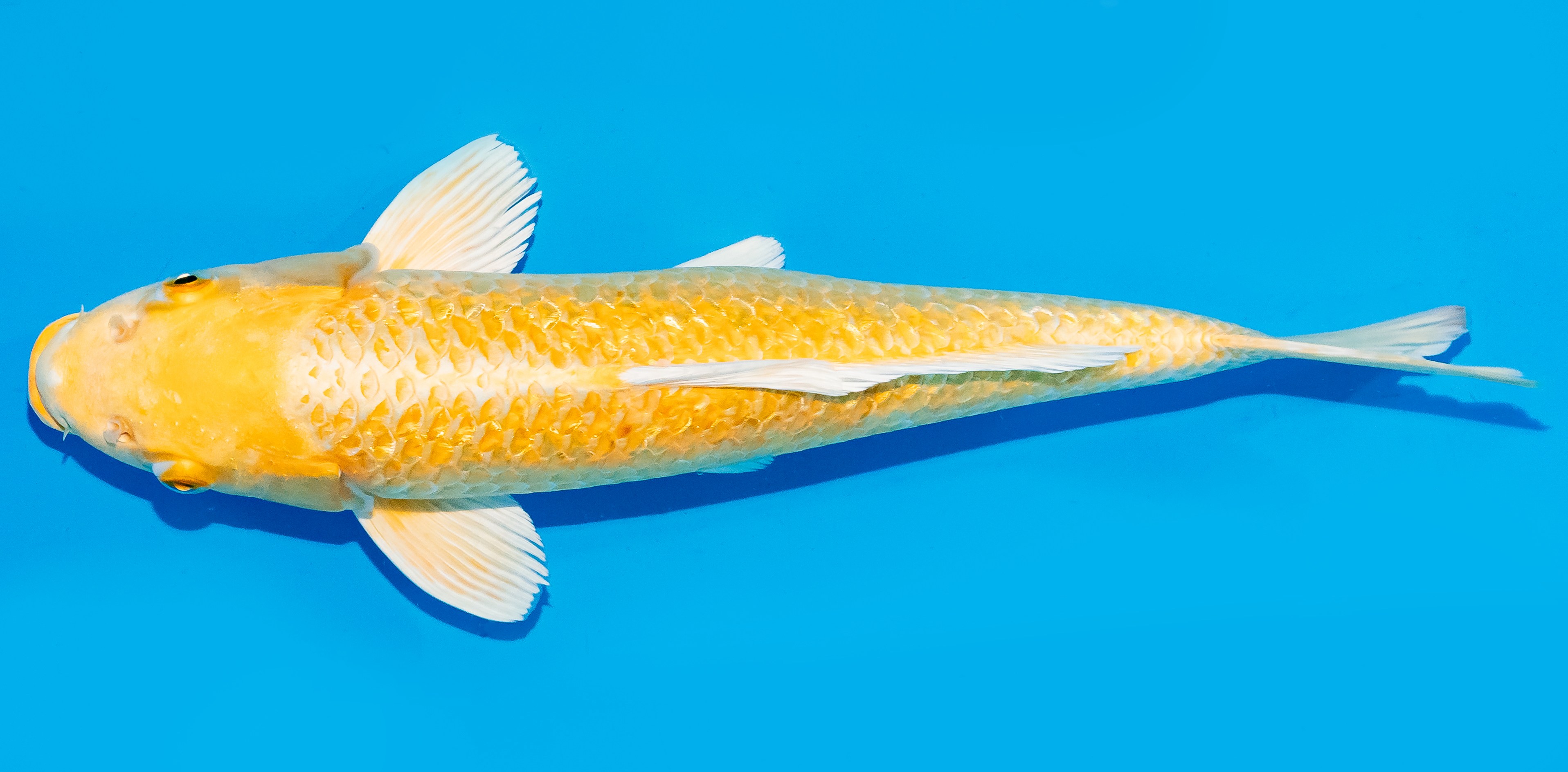 Koi 30-35cm Nr. 7610