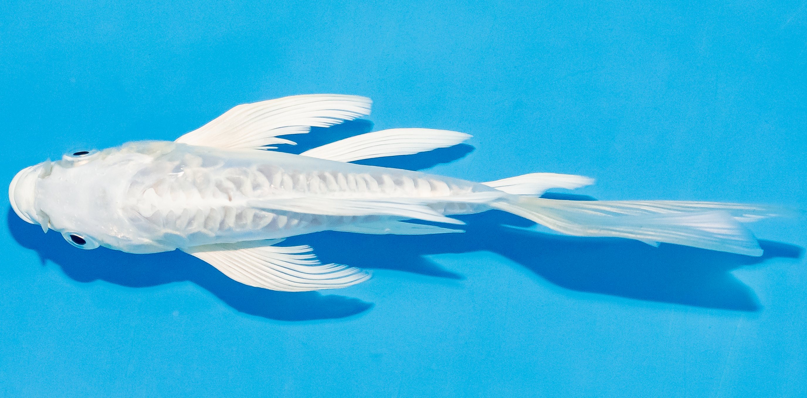 Butterfly Koi 14-17cm Nr. 3711