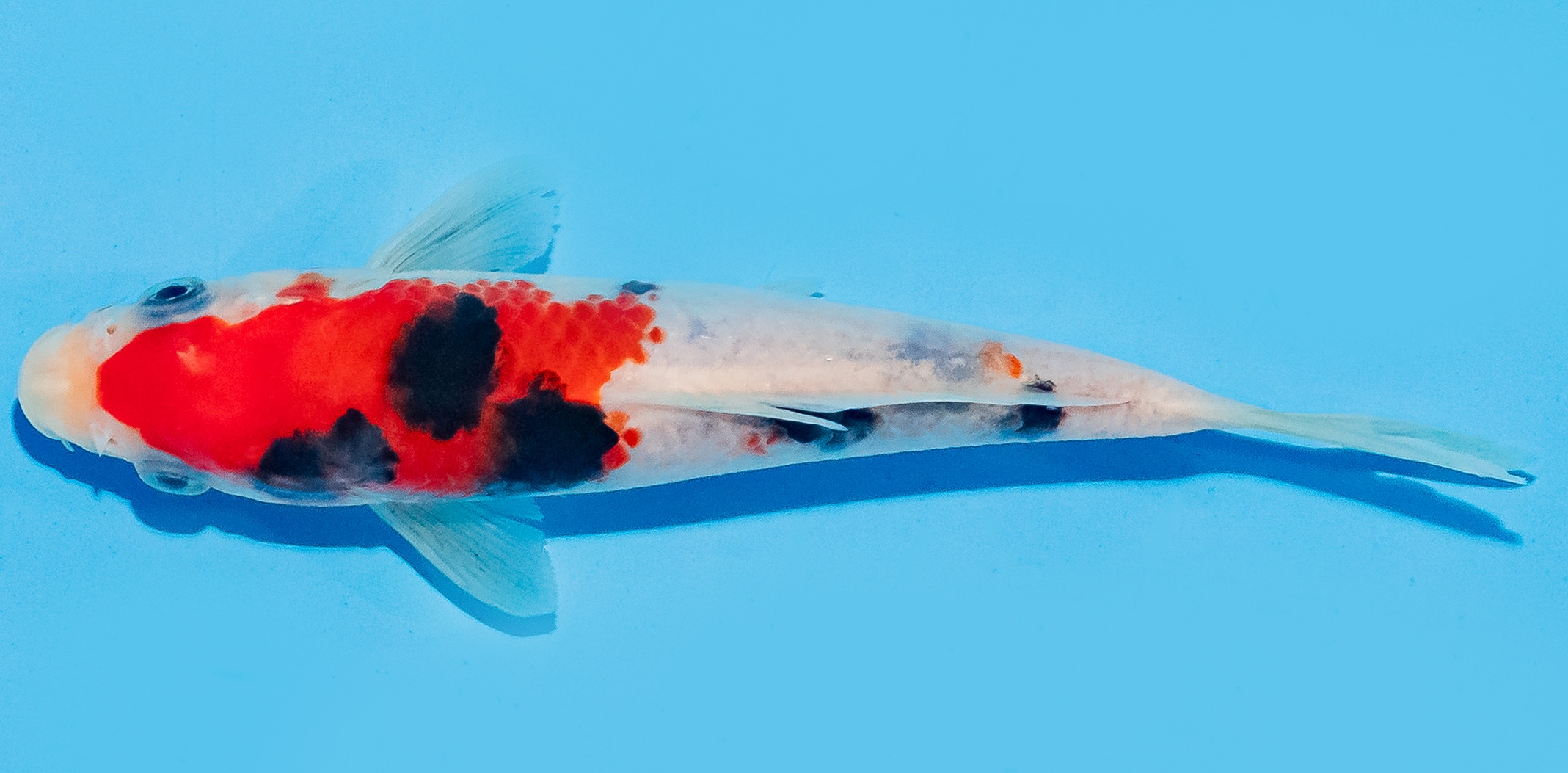 Koi 14-17cm Nr. 8033