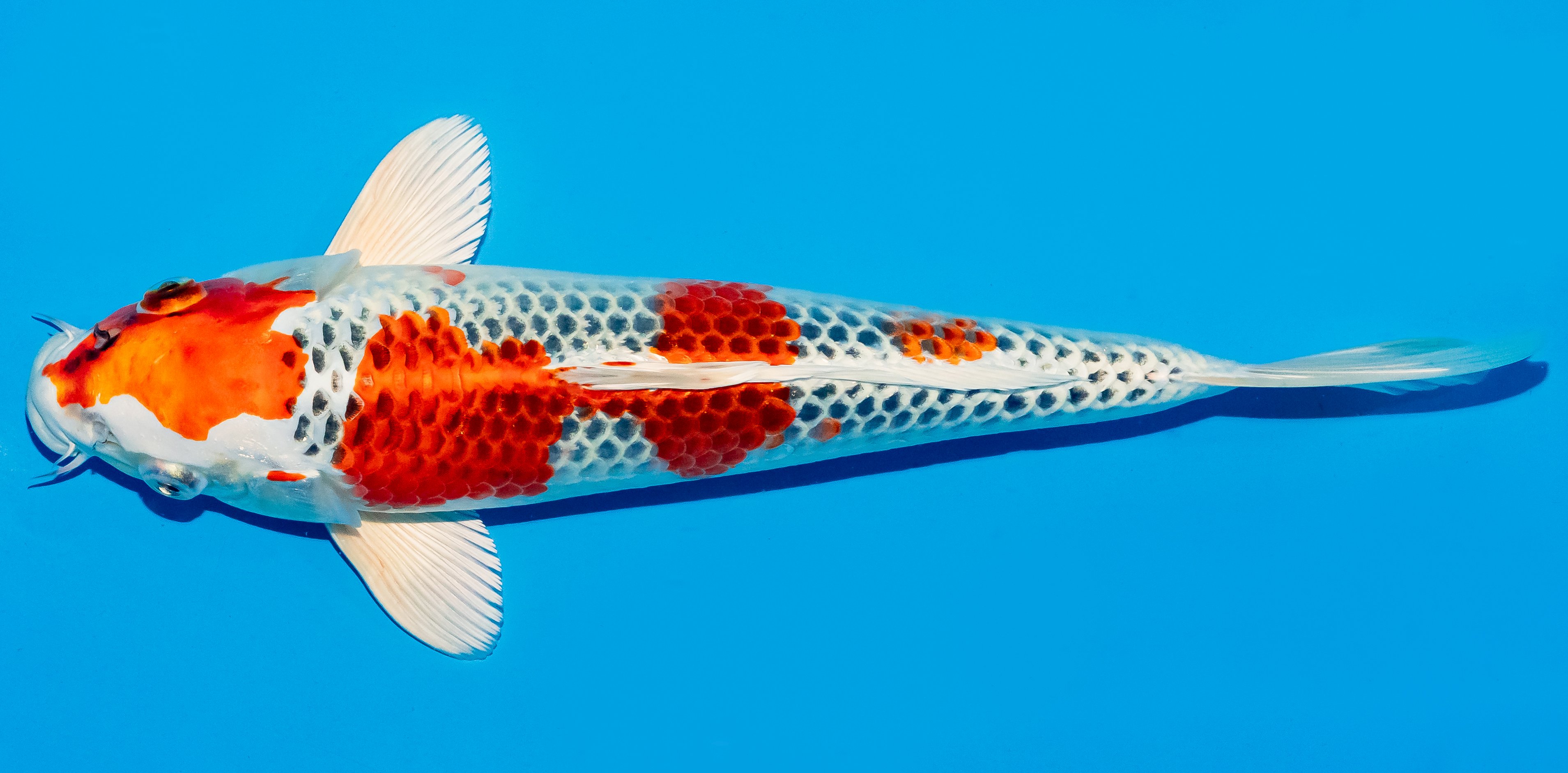 Koi 30-35cm Nr. 5147