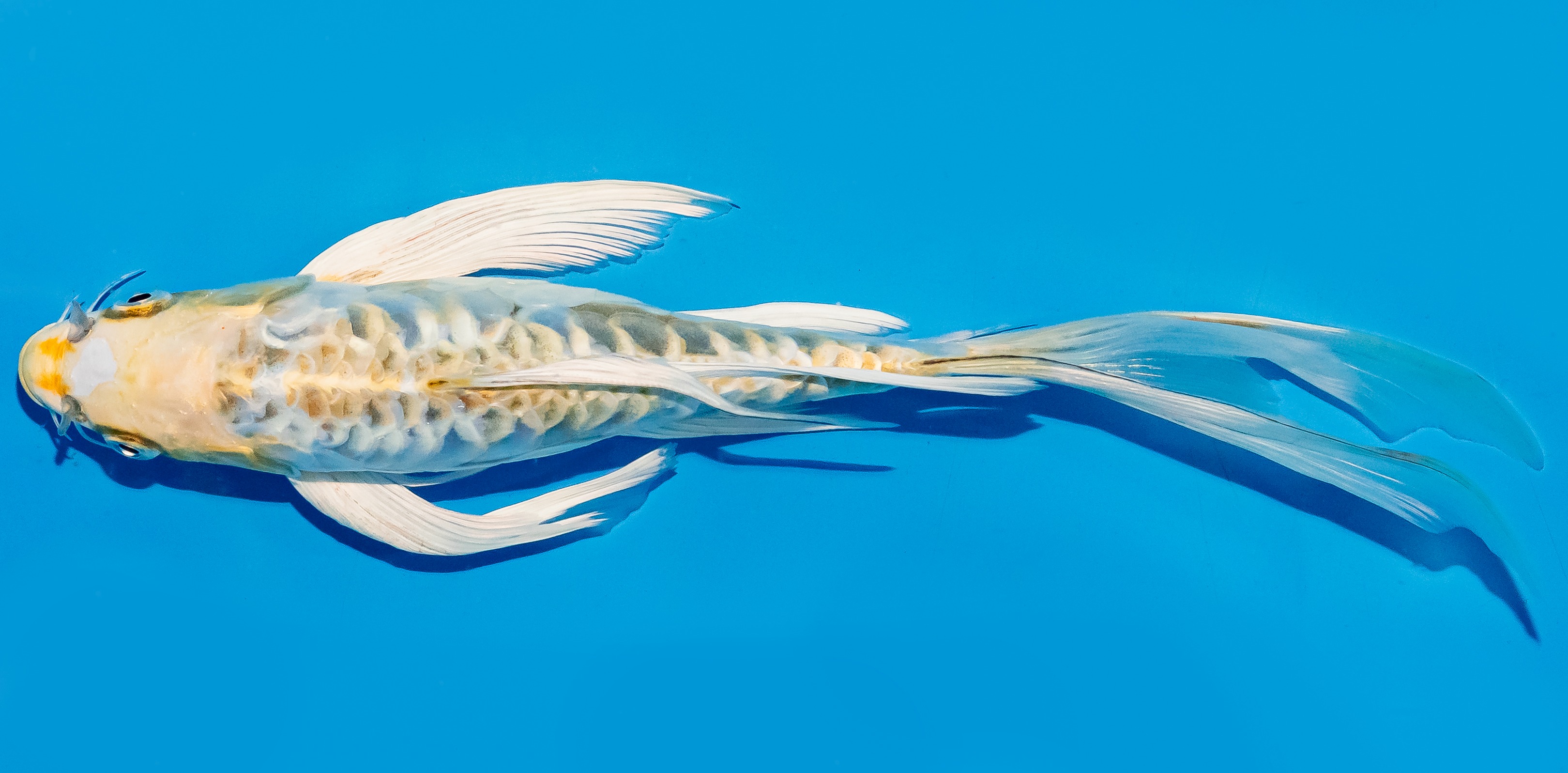 Butterfly Koi 25-30cm Nr. 5645