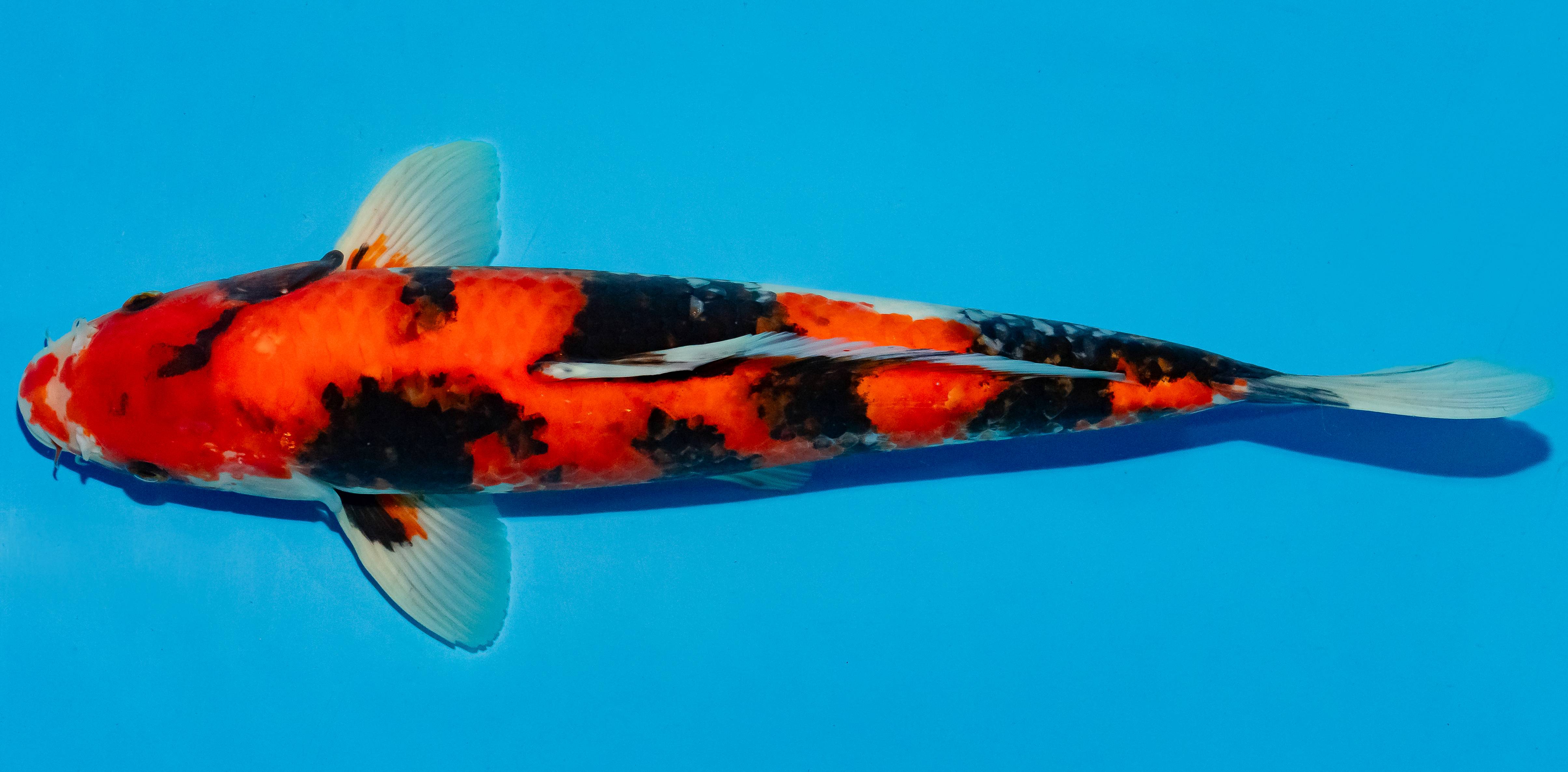 Koi 40-45cm Nr. 4916