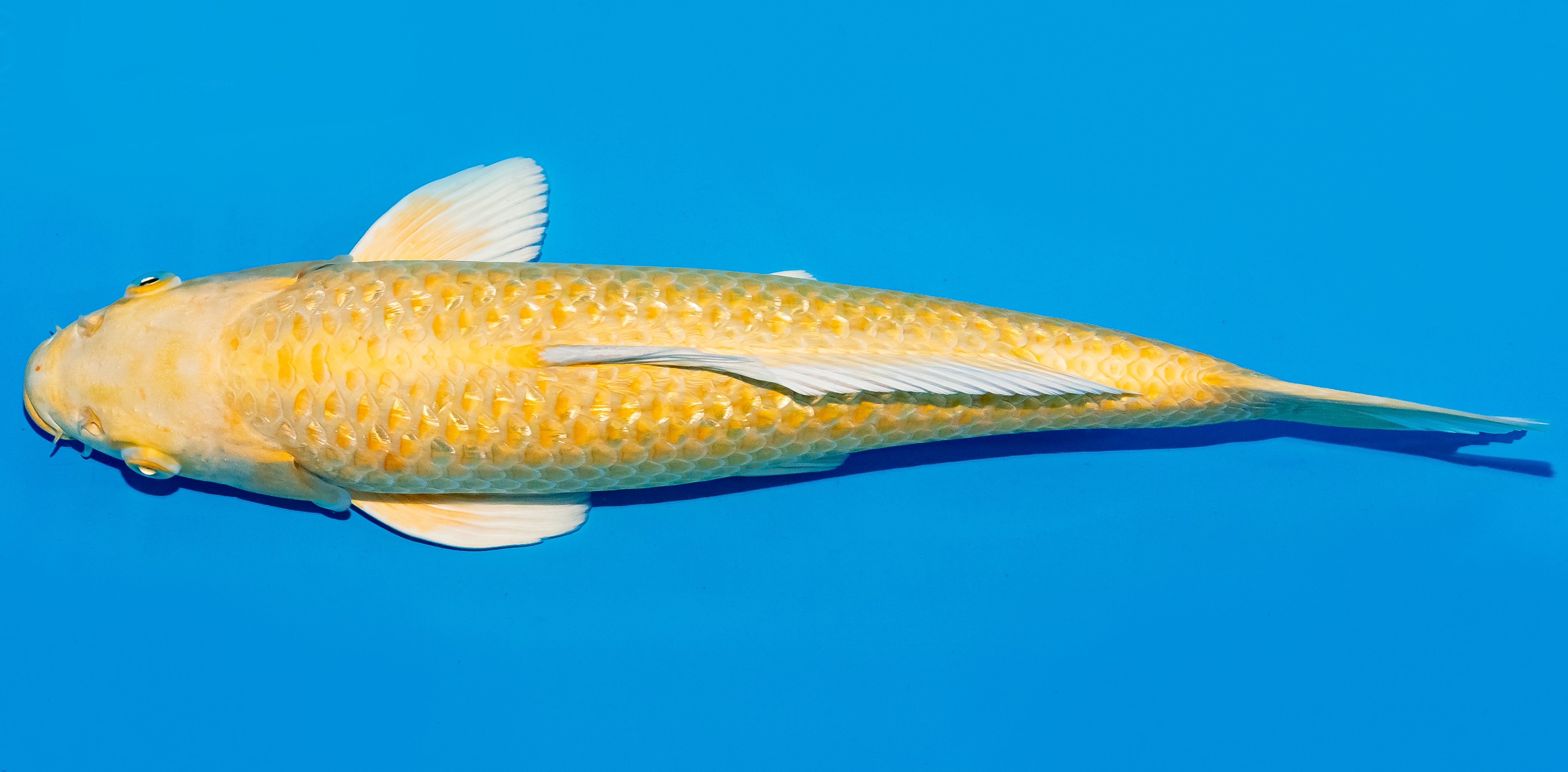 Koi 35-40cm Nr. 5015