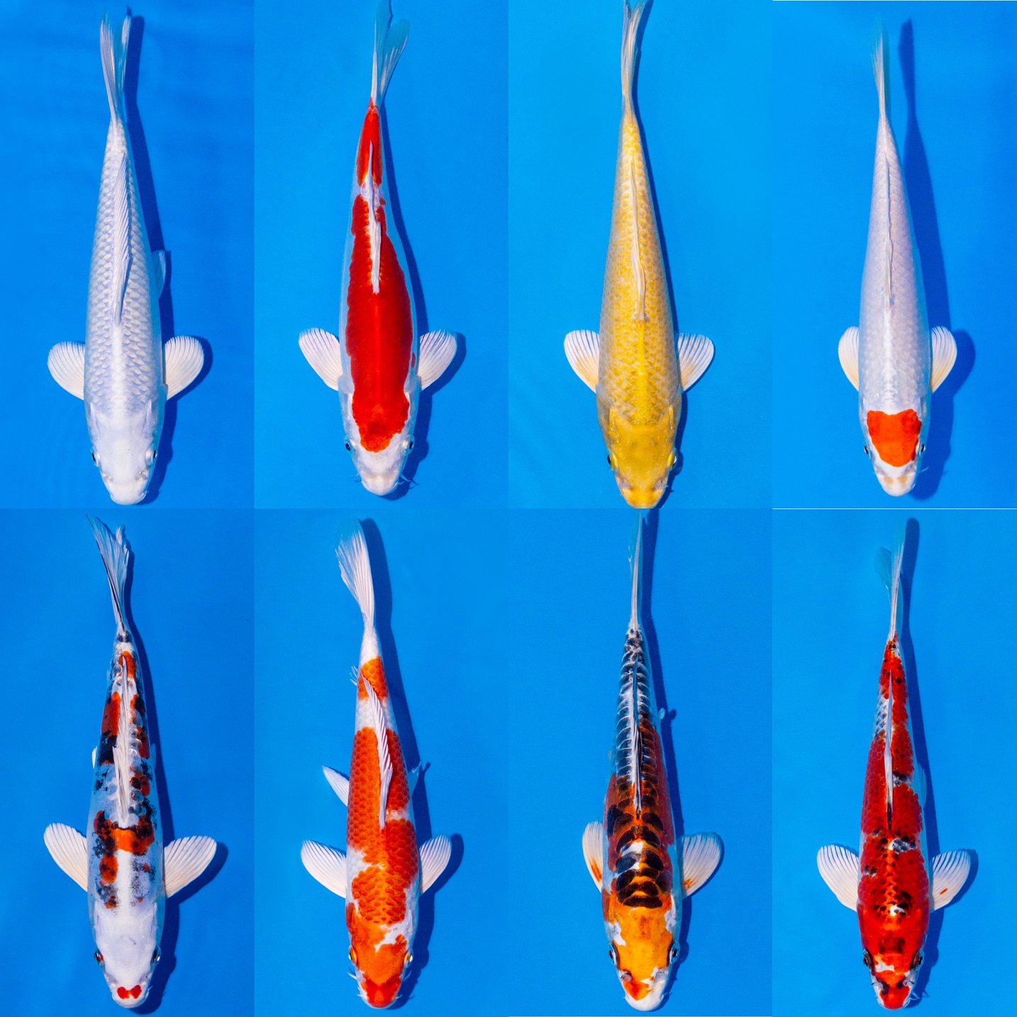 5x Koi Metallic 11-14cm