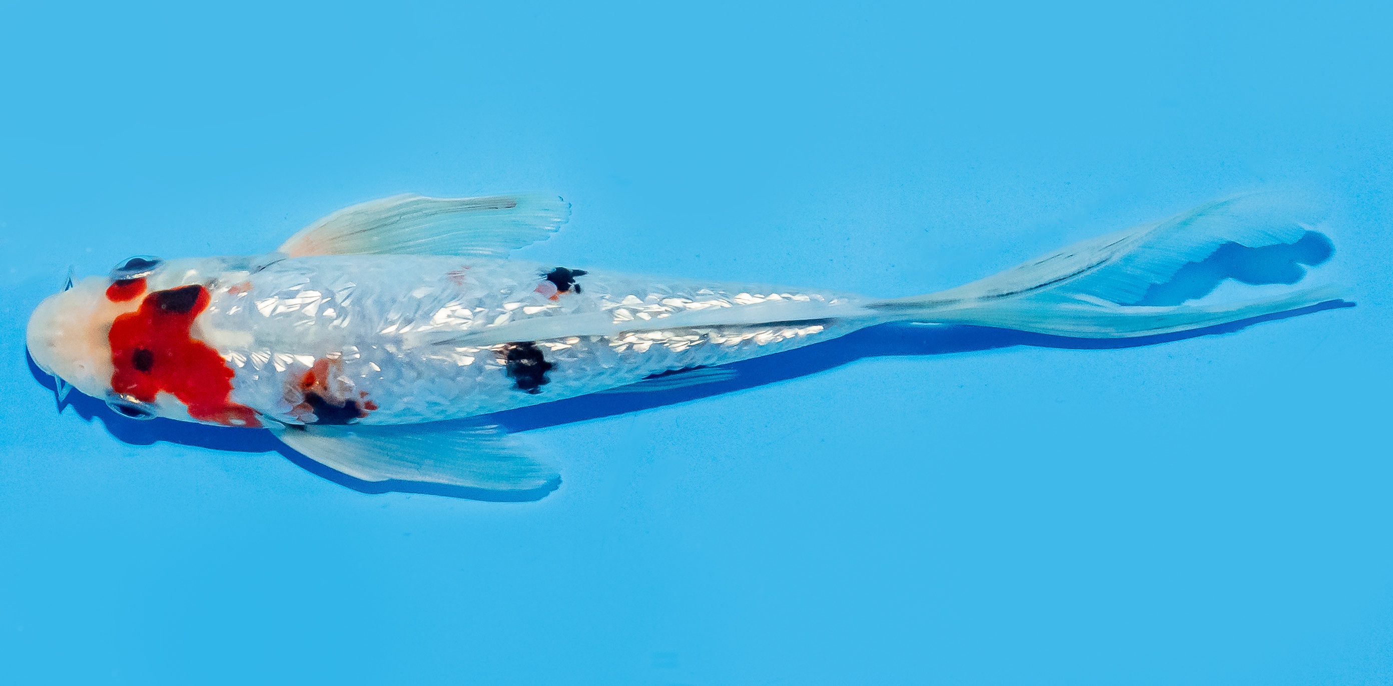 Butterfly Koi 17-20cm Nr. 6926