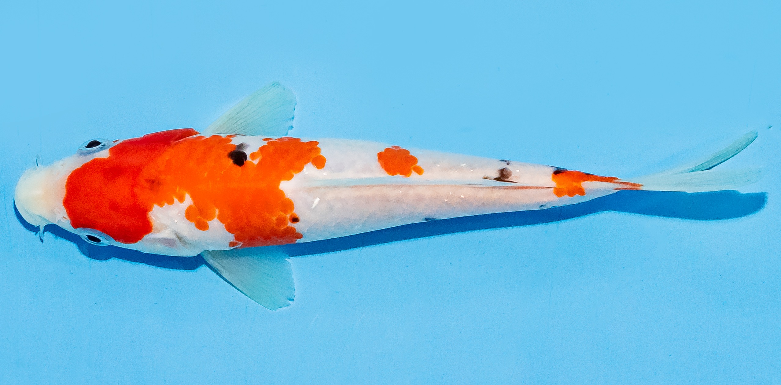 Koi 17-20cm Nr. 7131