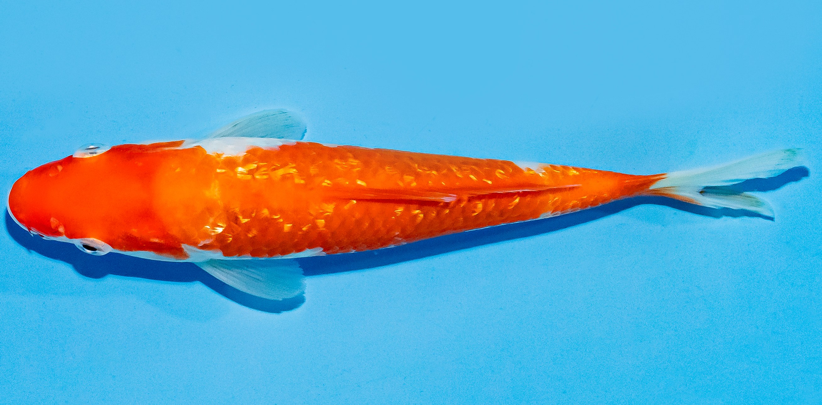 Koi 17-20cm Nr. 7222