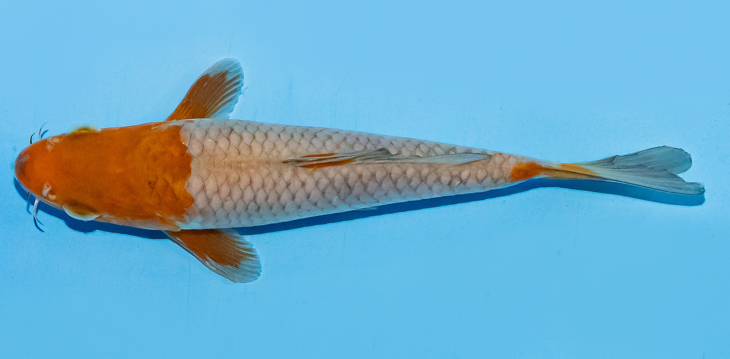 Koi 14-17cm Nr. 8002