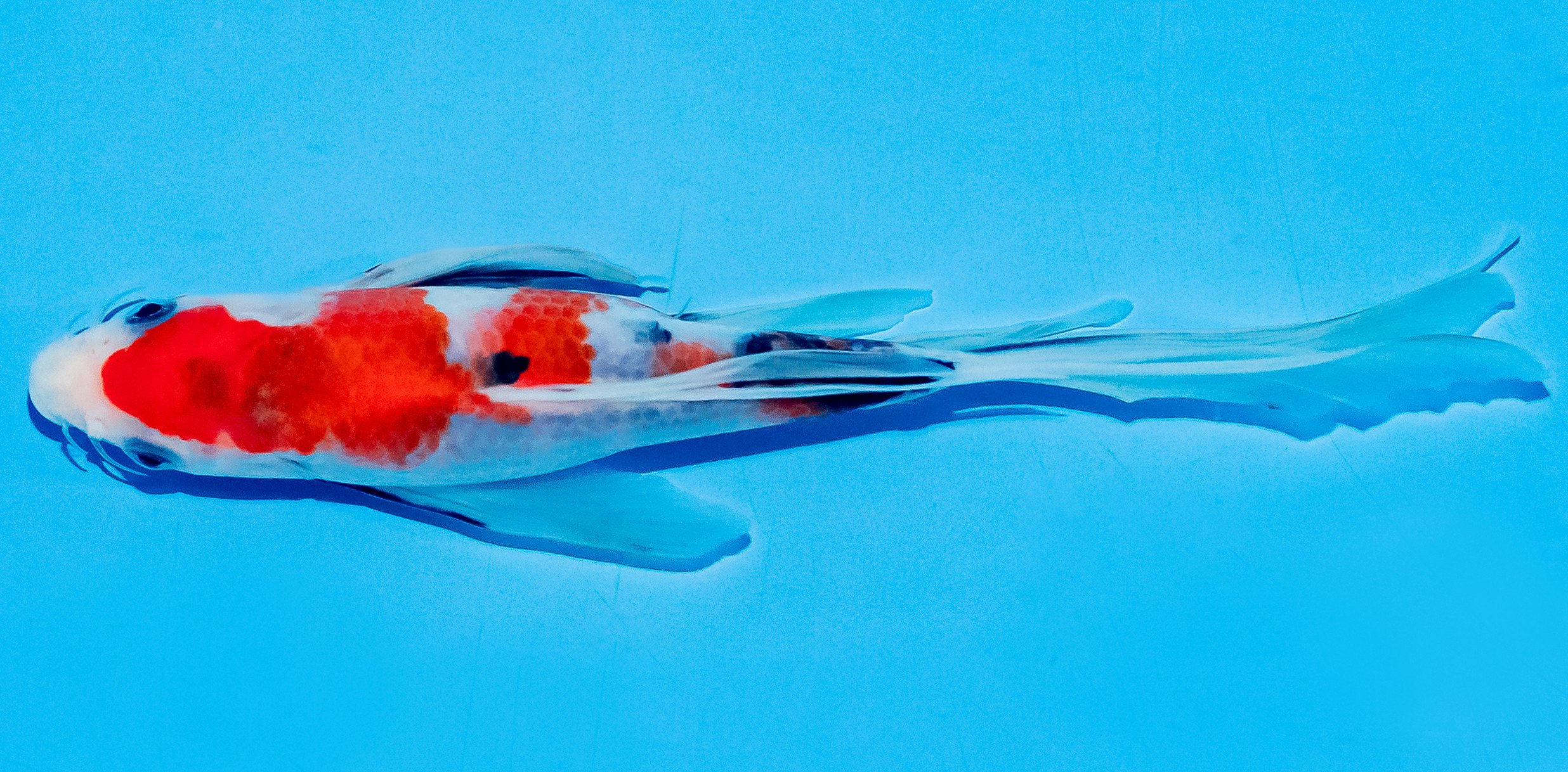 Butterfly Koi 20-25cm Nr. 5411