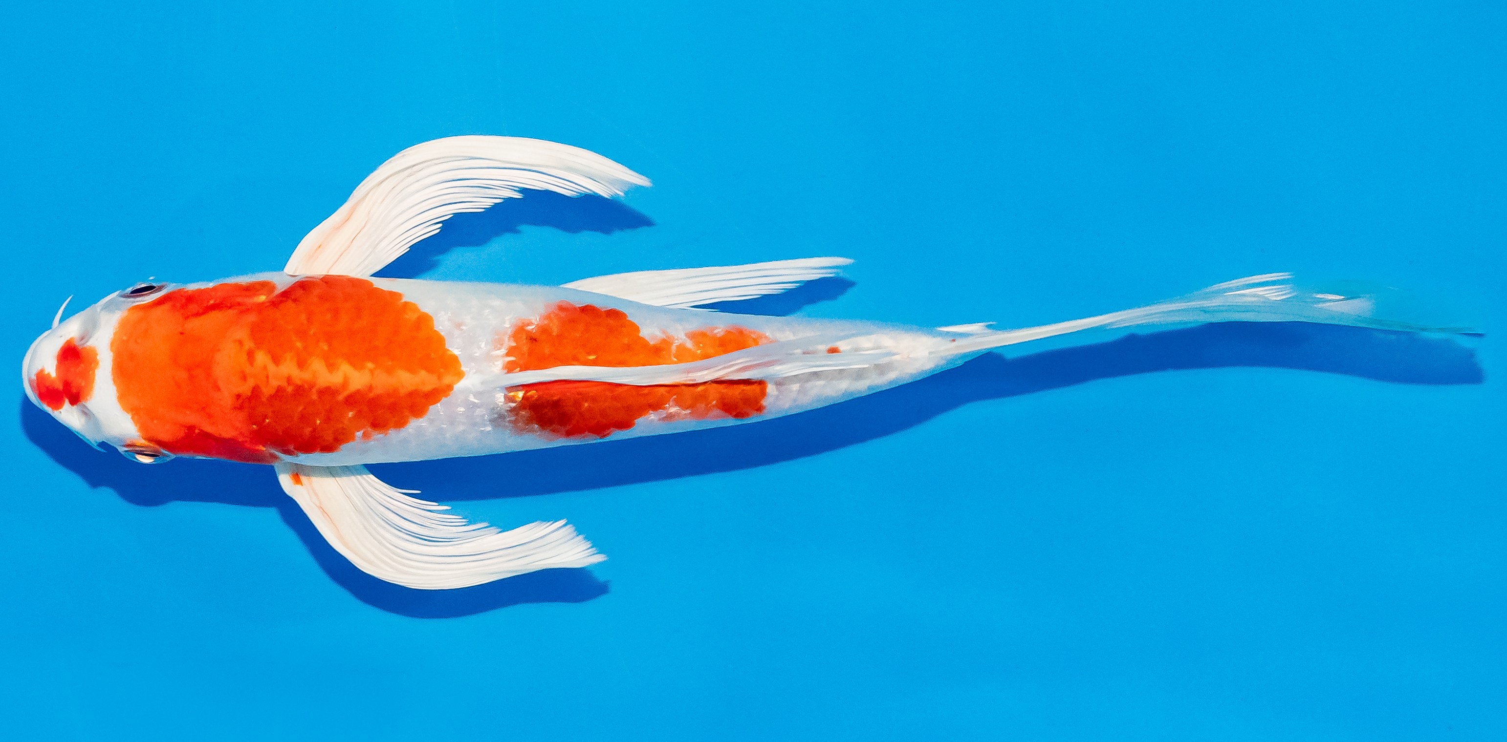 Butterfly Koi 20-25cm Nr. 3333