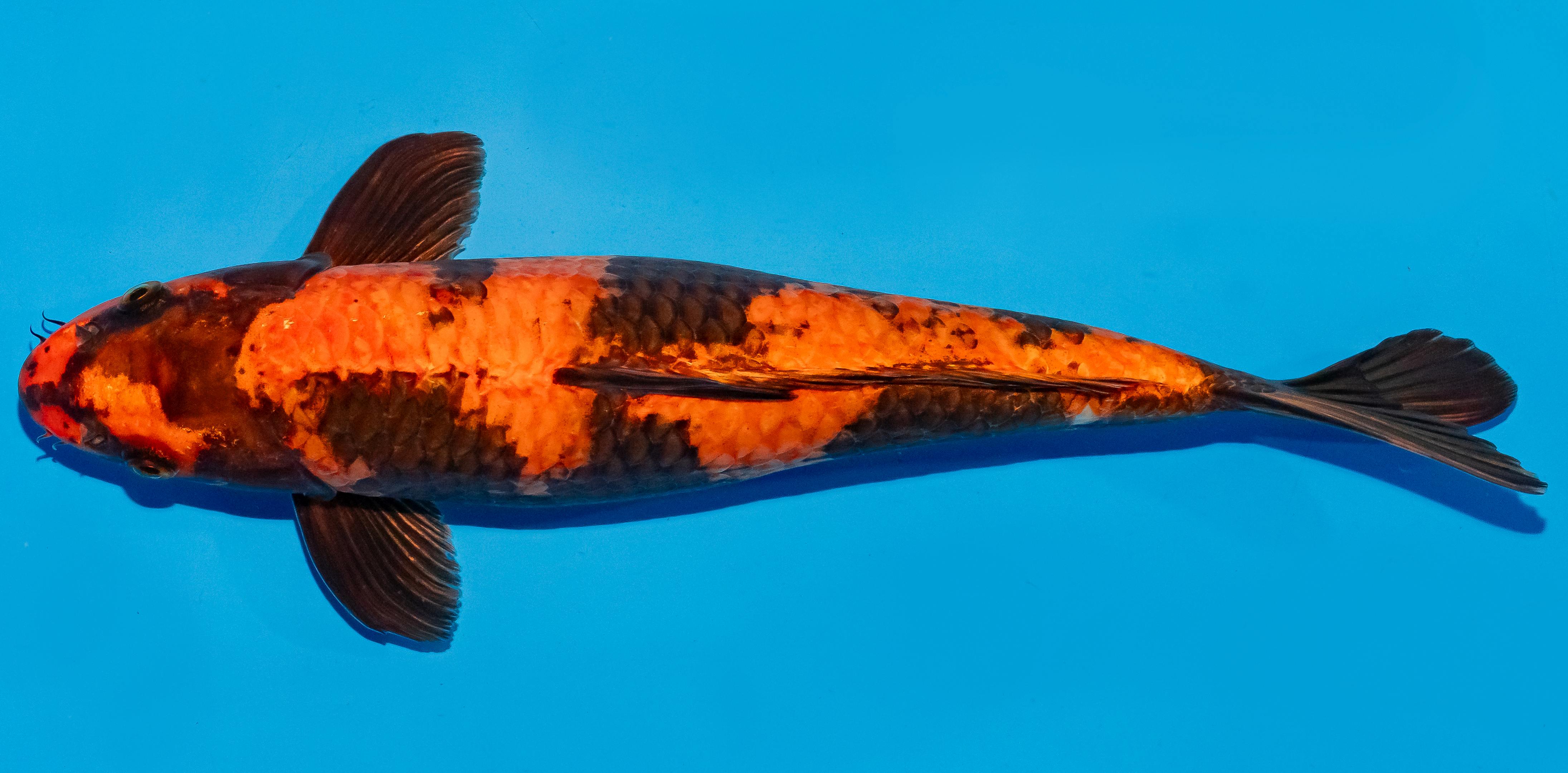 Koi 35-40cm Nr. 6712