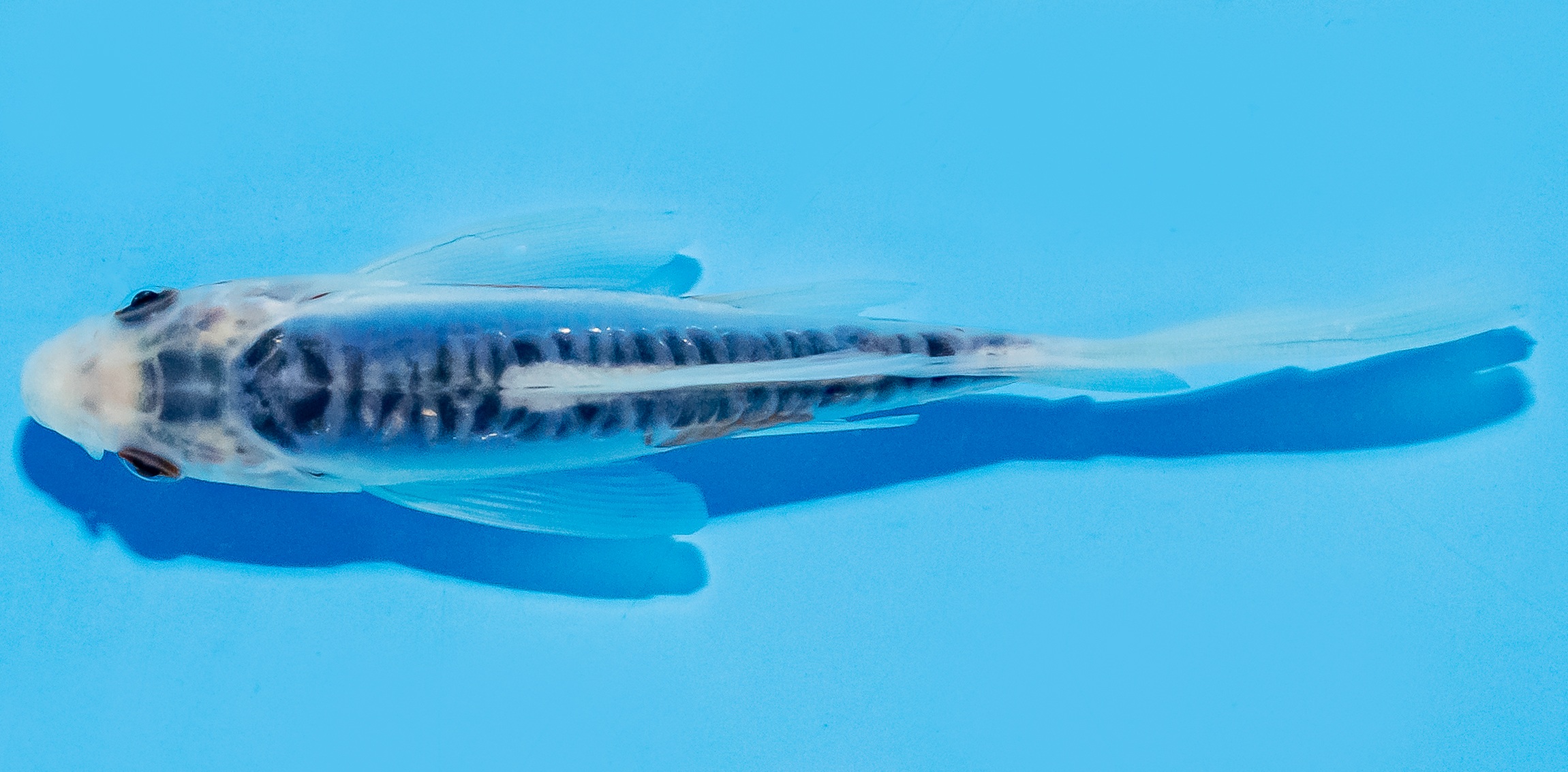 Butterfly Koi 14-17cm Nr. 7410