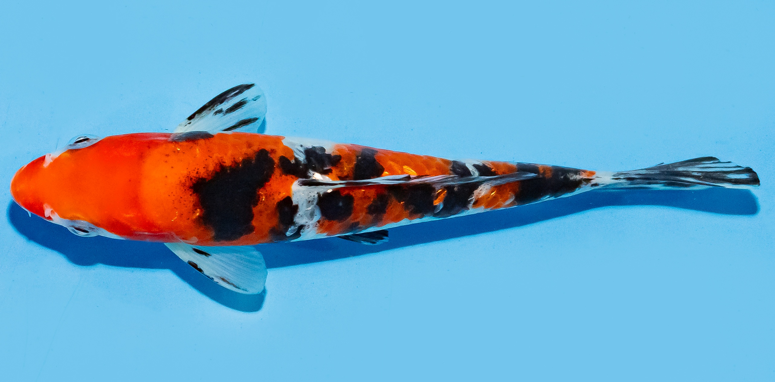 Koi 17-20cm Nr. 8744