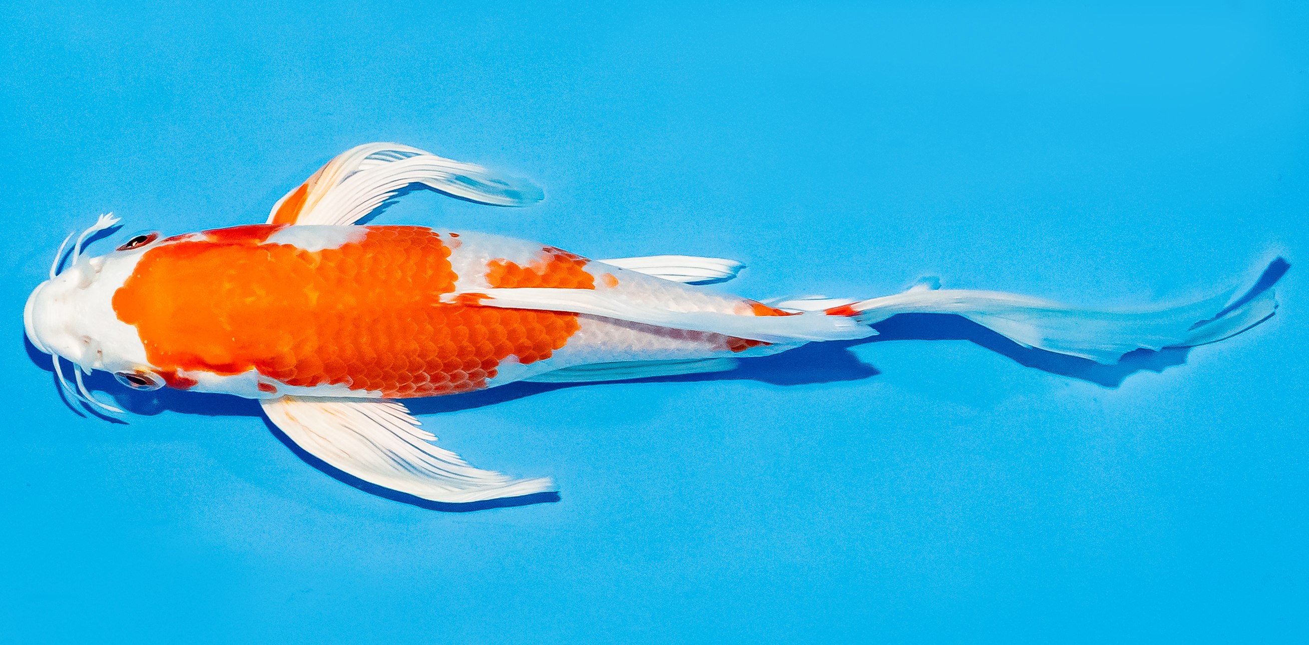 Butterfly Koi 20-25cm Nr. 5420