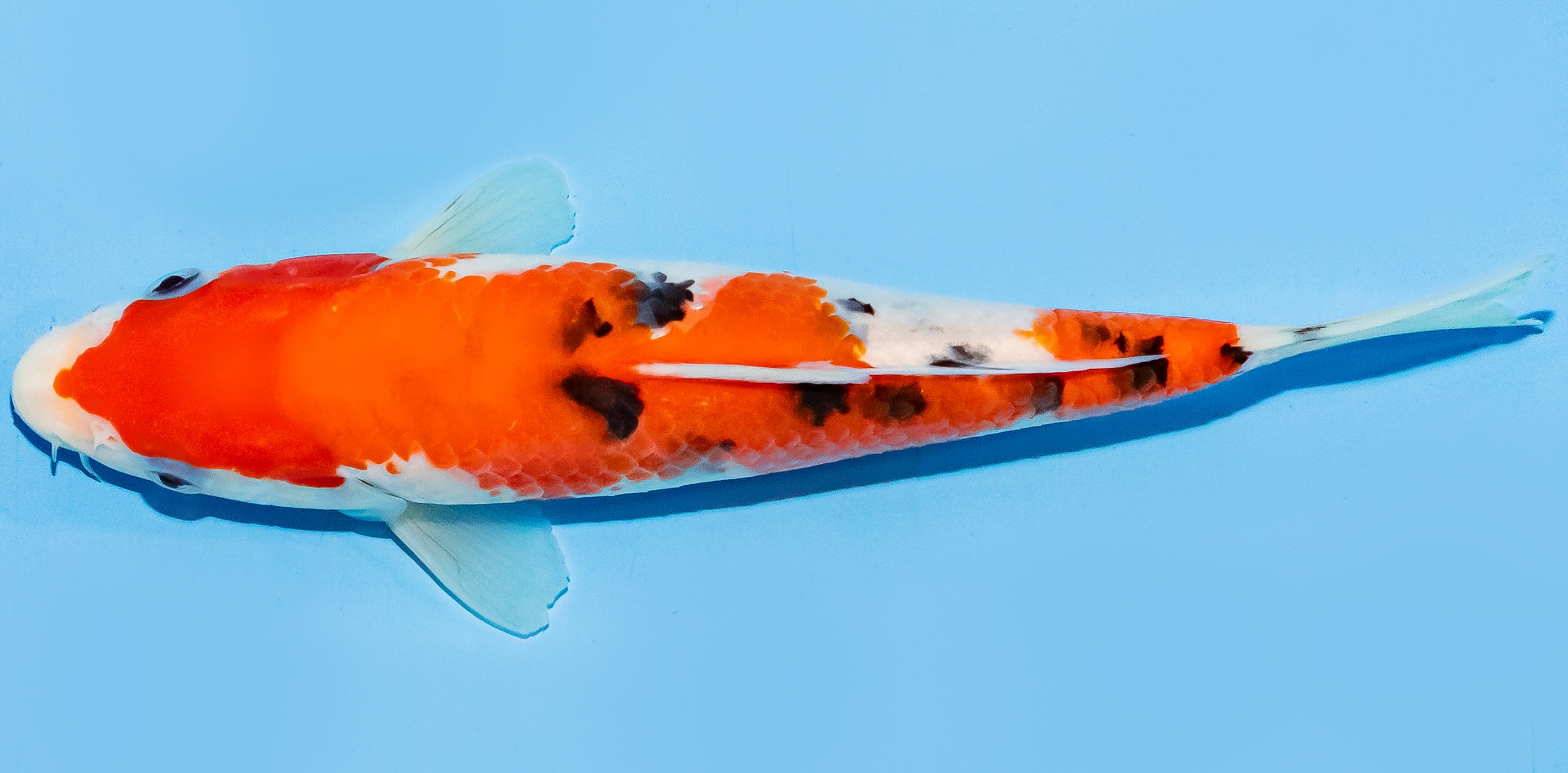 Koi 17-20cm Nr. 7125