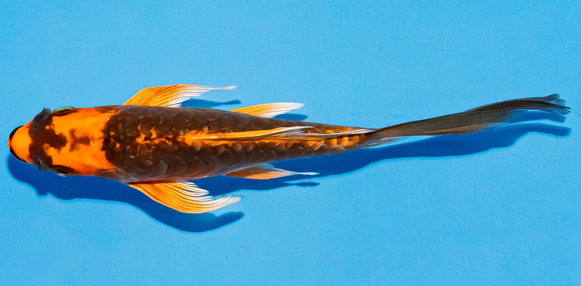 Butterfly Koi 14-17cm Nr. 5737