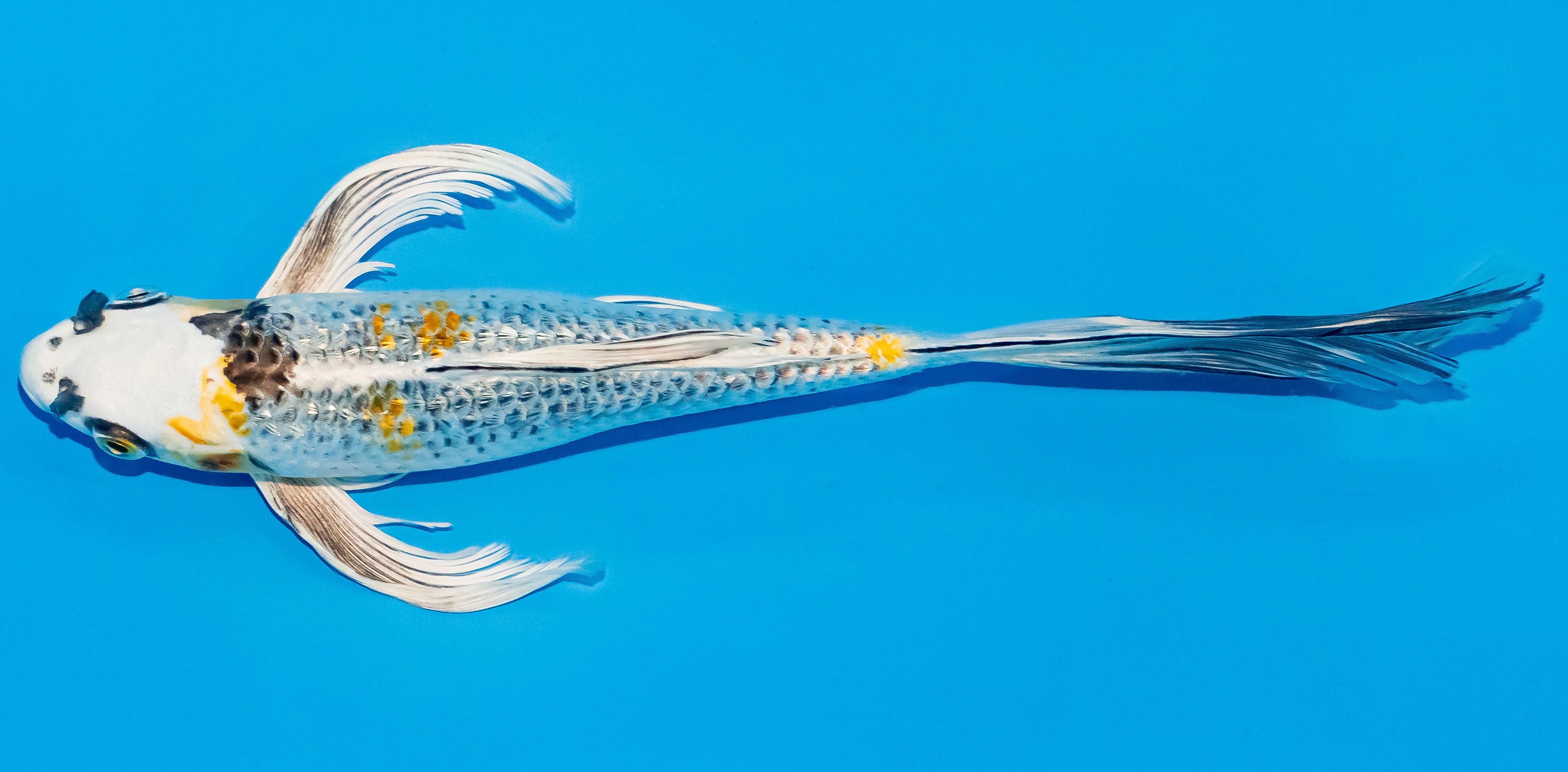 Butterfly Koi 25-30cm Nr. 2364