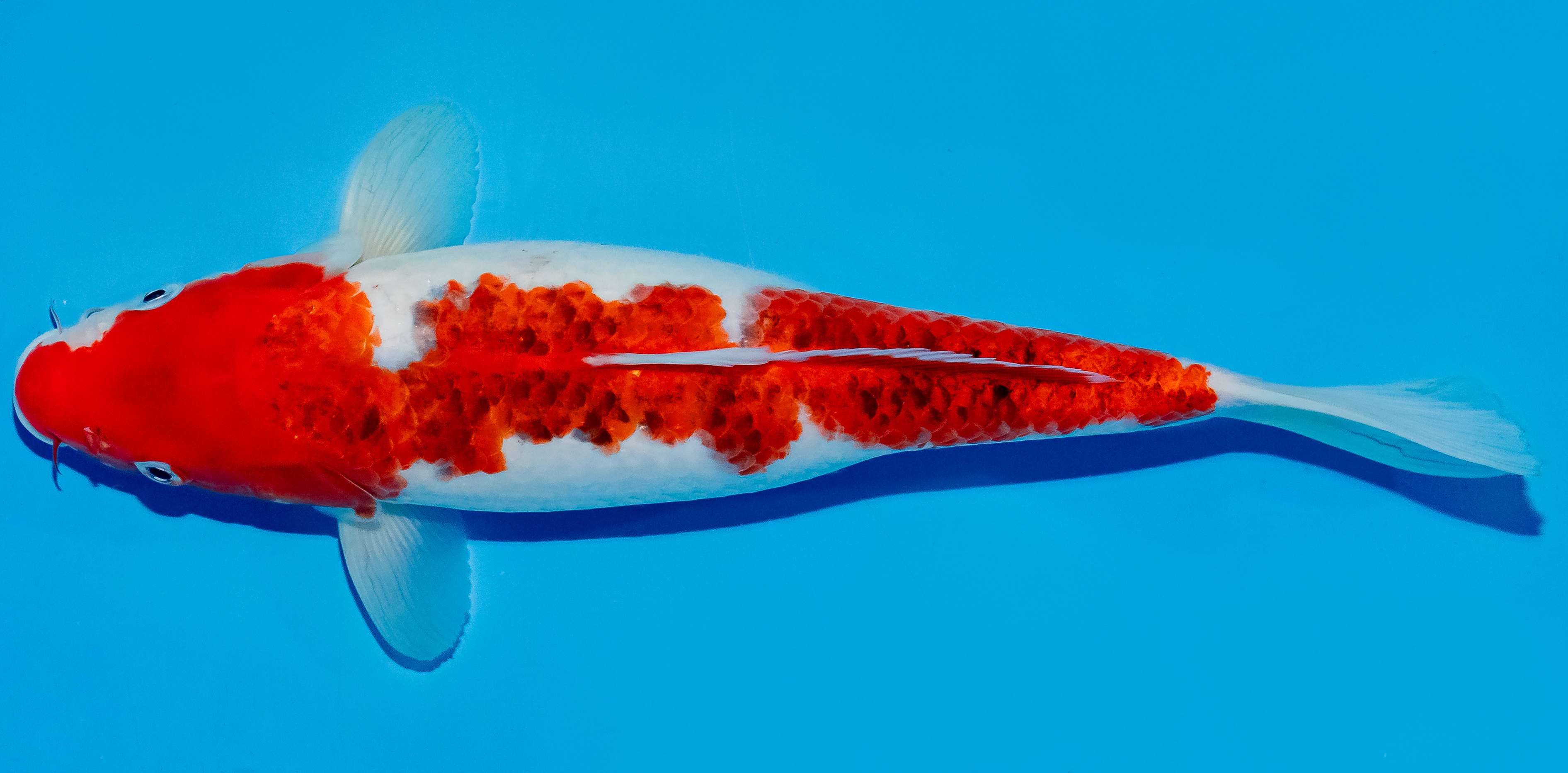 Koi 30-35cm Nr. 6314