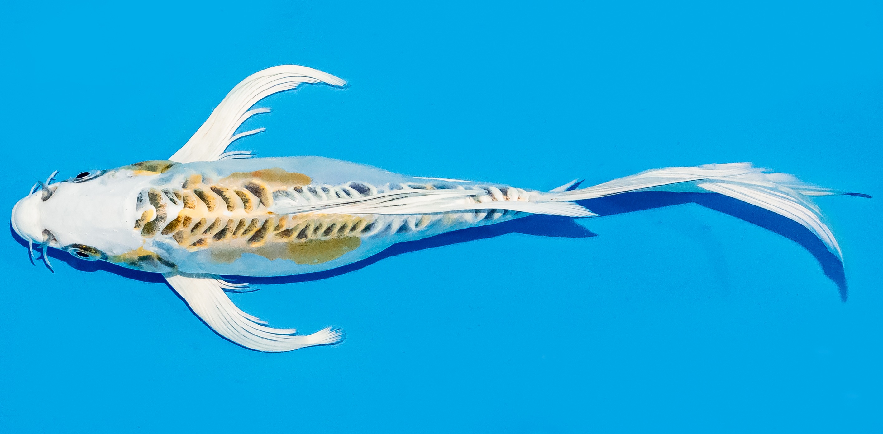 Butterfly Koi 25-30cm Nr. 5608