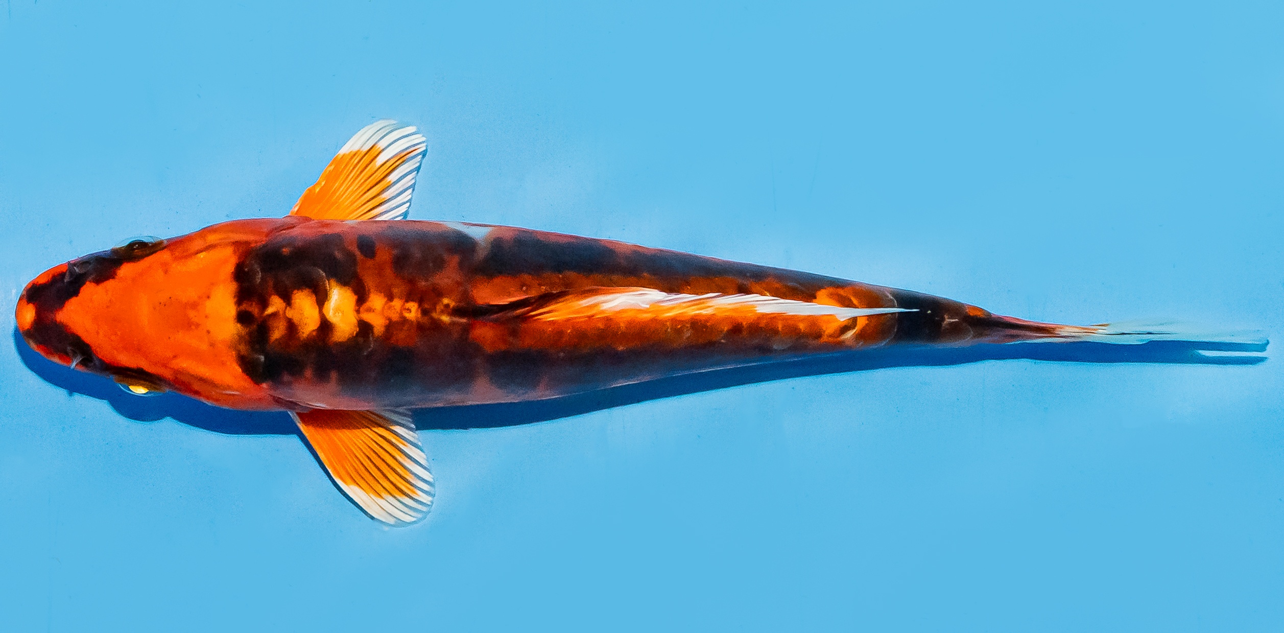Koi 17-20cm Nr. 8738