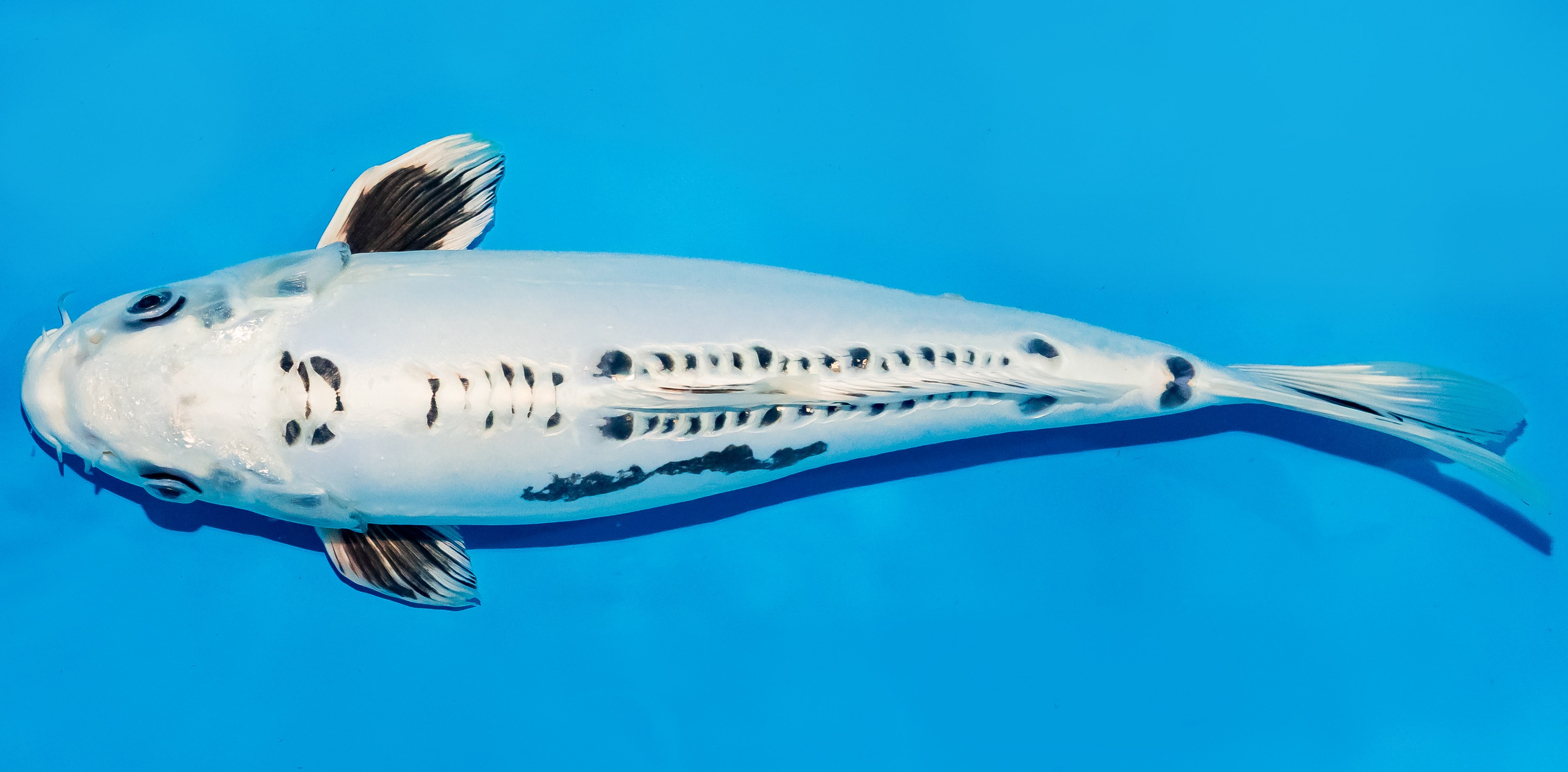 Koi 30-35cm Nr. 5110