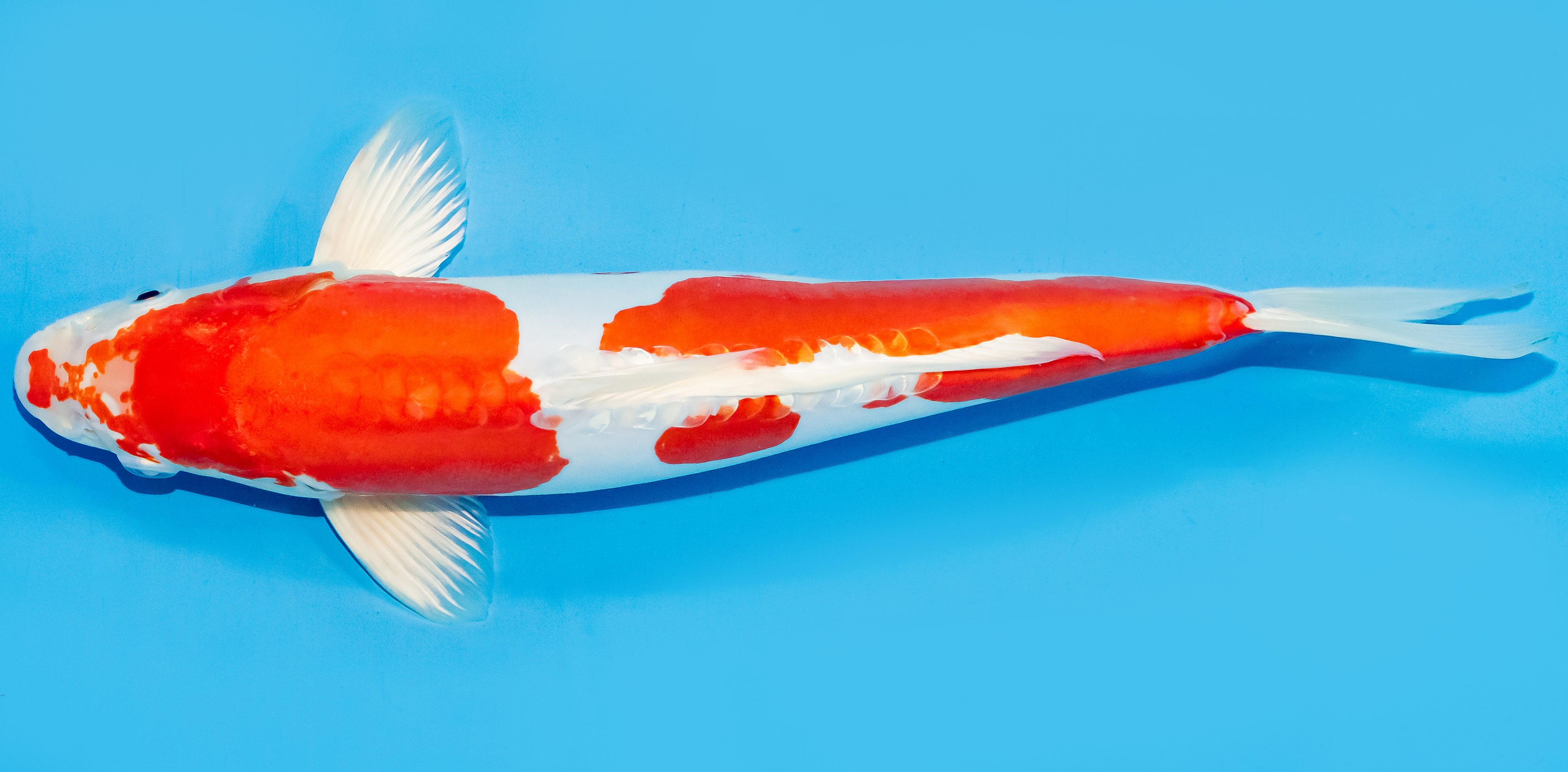 Koi 30-35cm Nr. 7628
