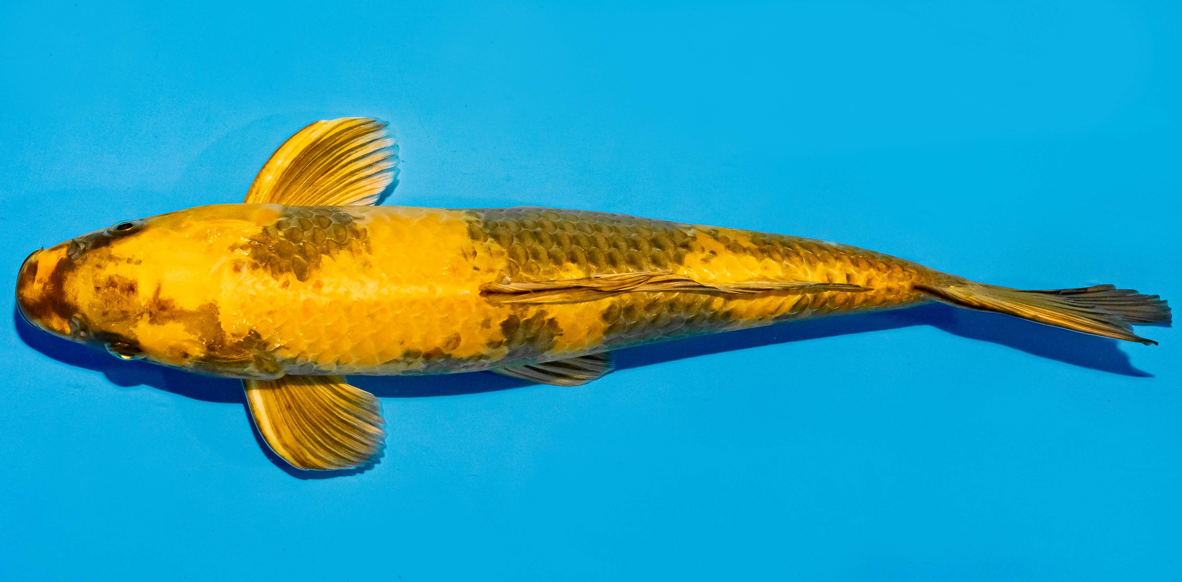 Koi 35-40cm Nr. 5003