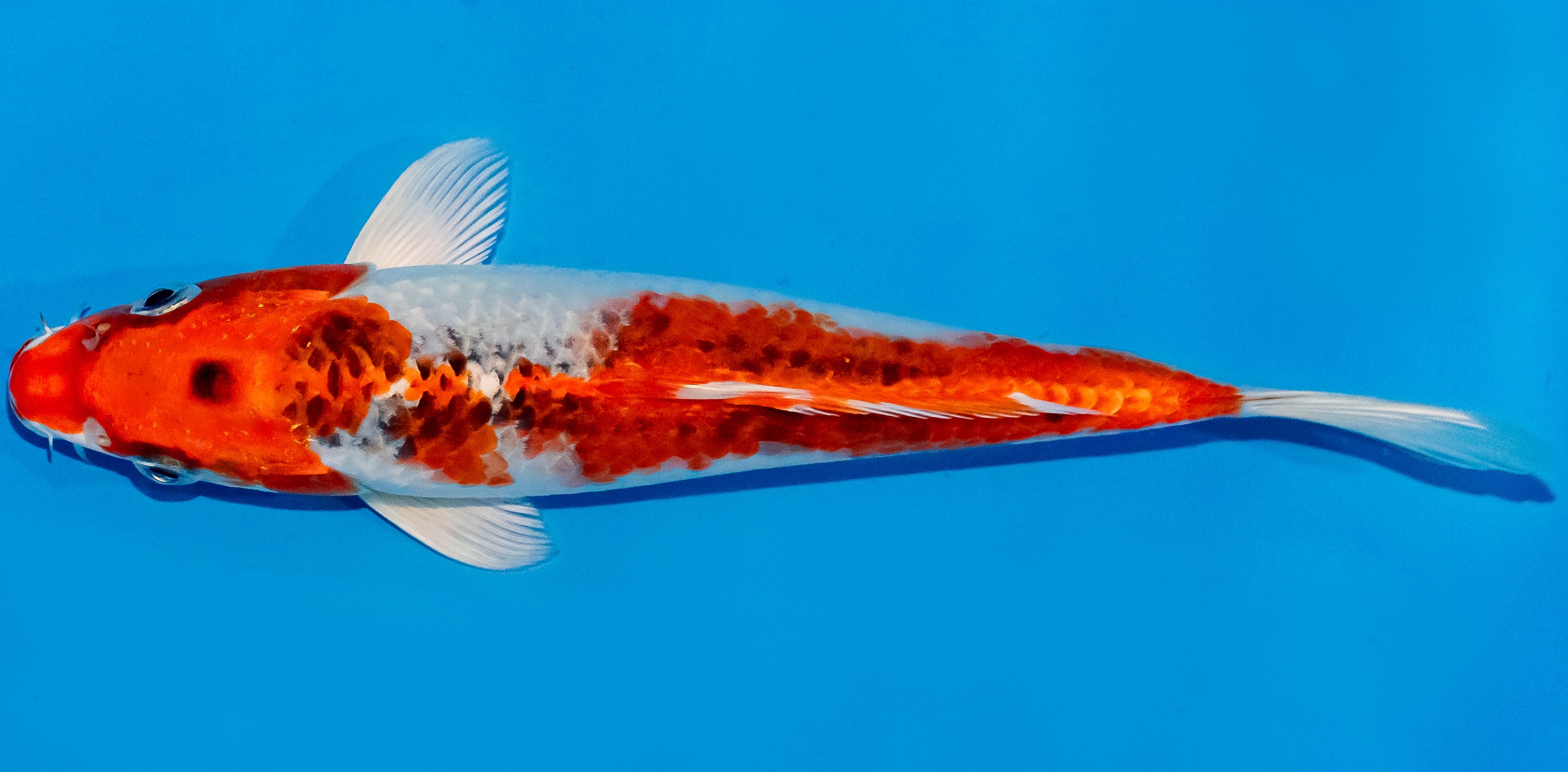 Koi 17-20cm Nr. 2225