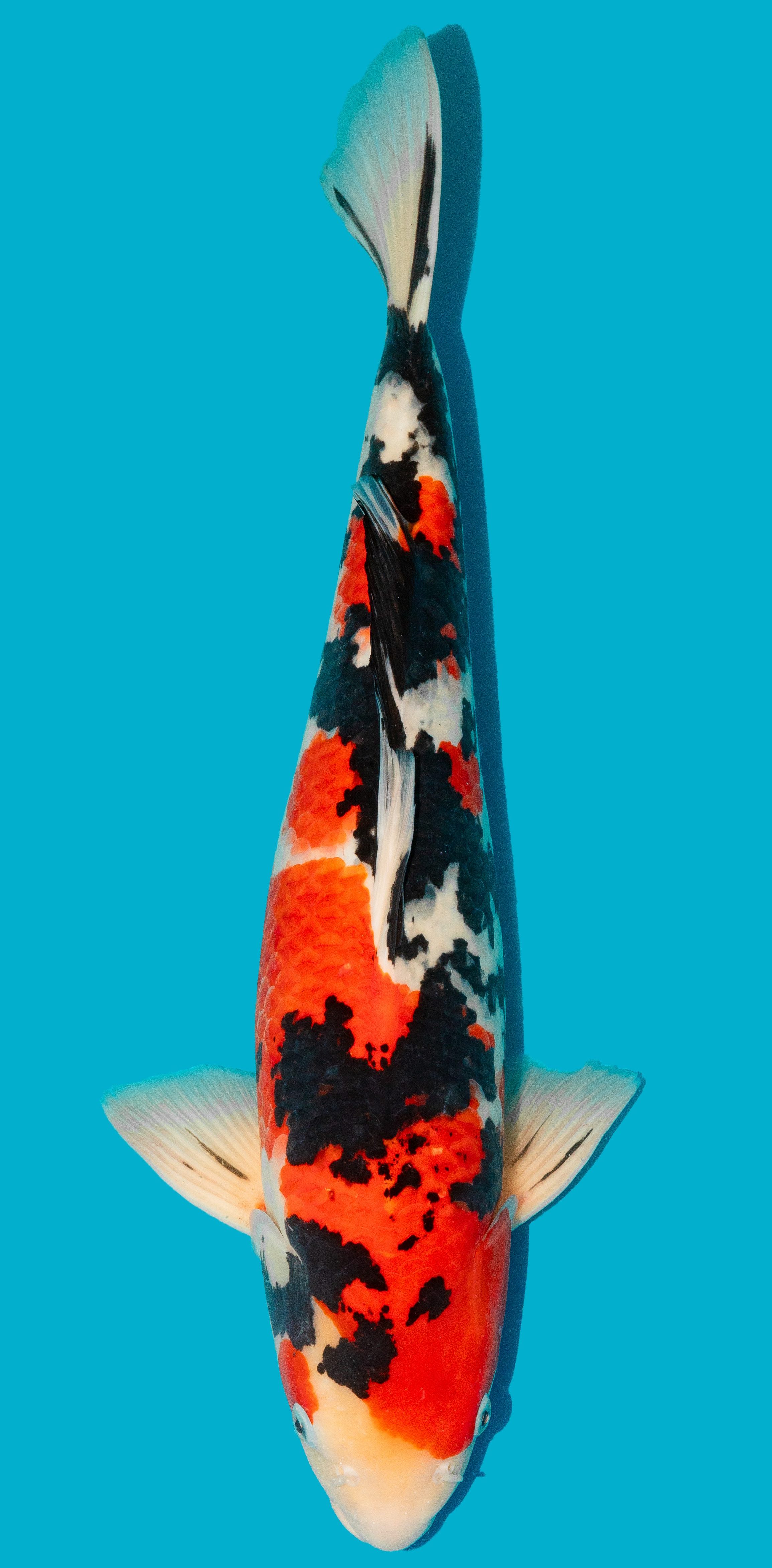 Sanke 52-56cm Nr. 4826
