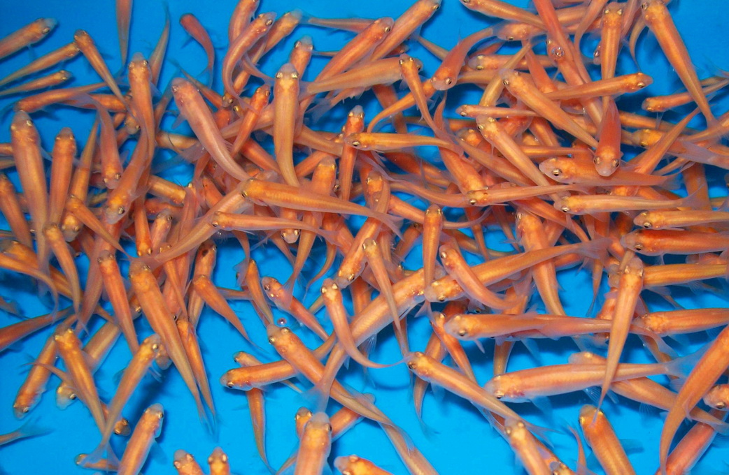 100x Goud Elrits (Pimephales promelas) 3-5cm