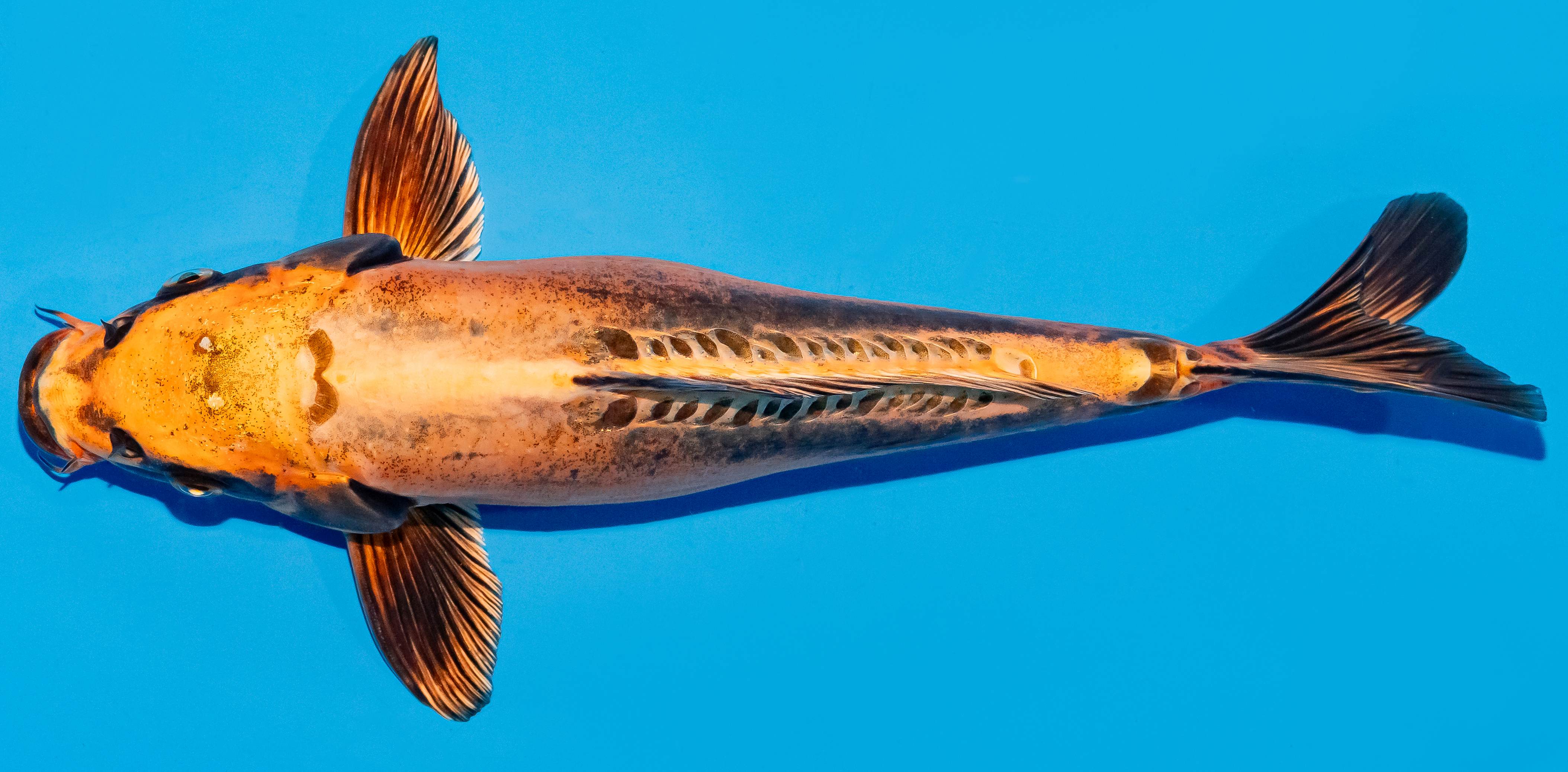 Koi 30-35cm Nr. 5119