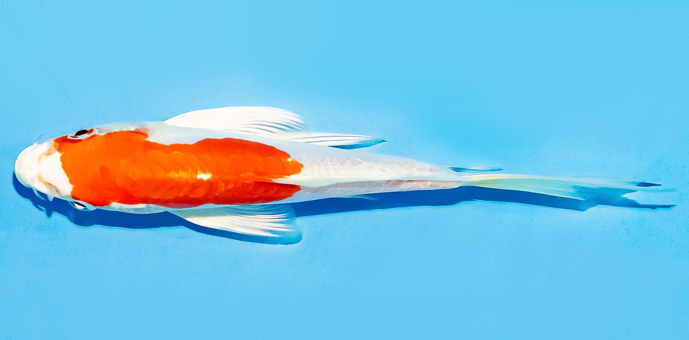 Butterfly Koi 14-17cm Nr. 8243