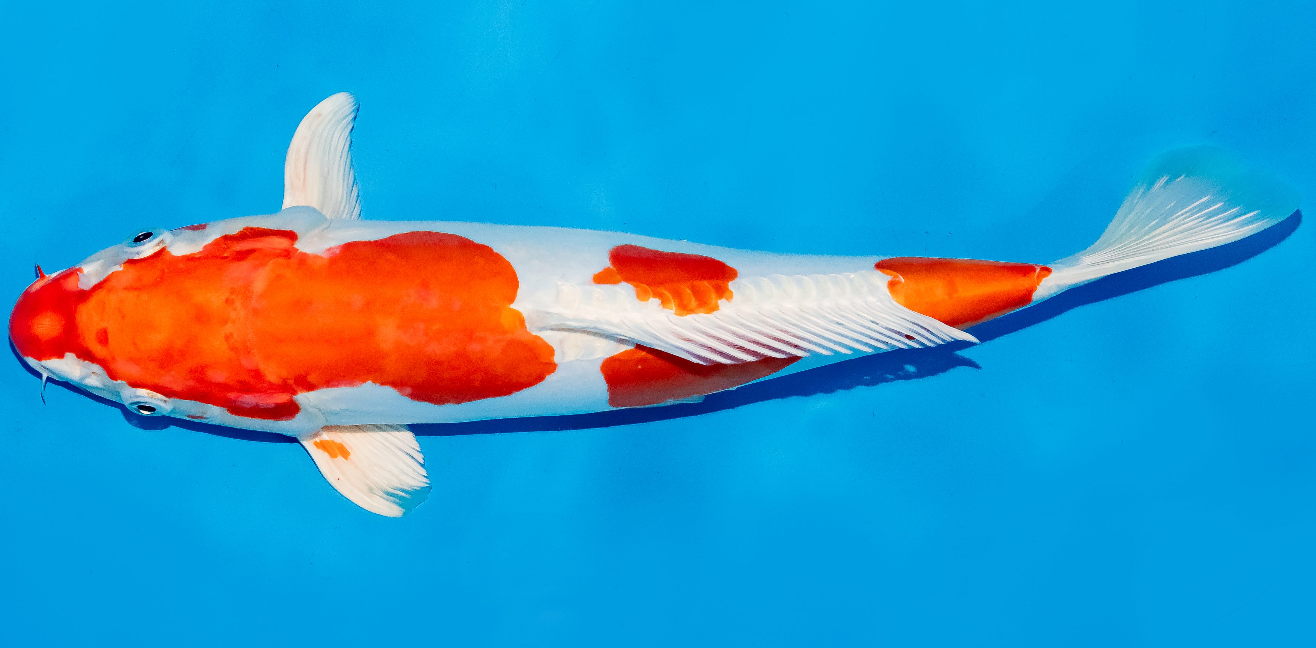 Koi 35-40cm Nr. 5011