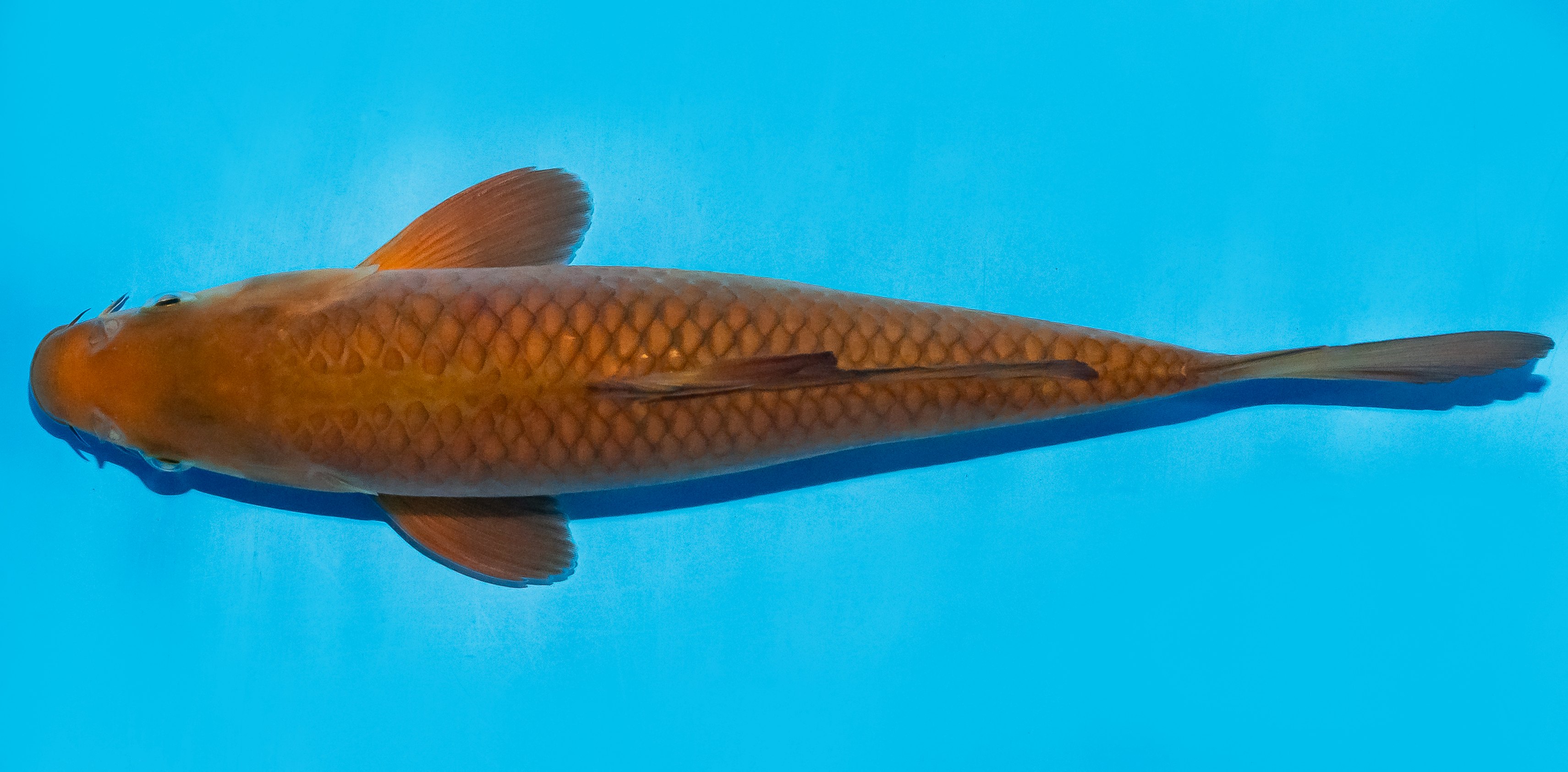 Koi 20-25cm Nr. 8621