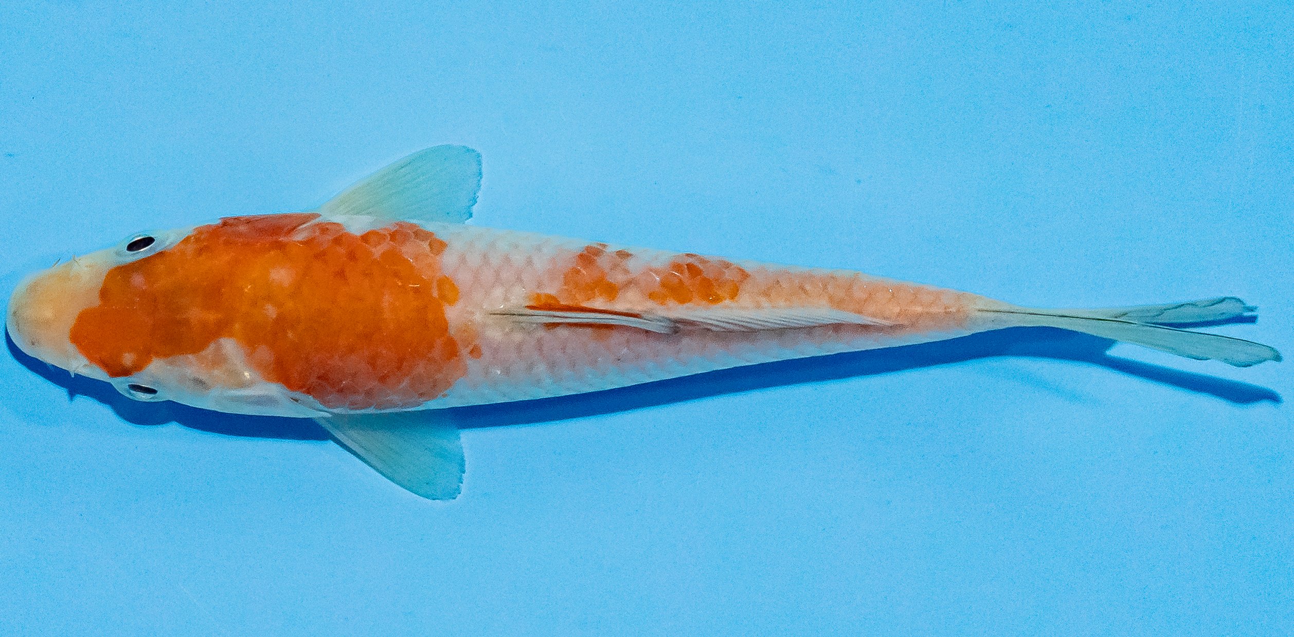 Koi 14-17cm Nr. 3020
