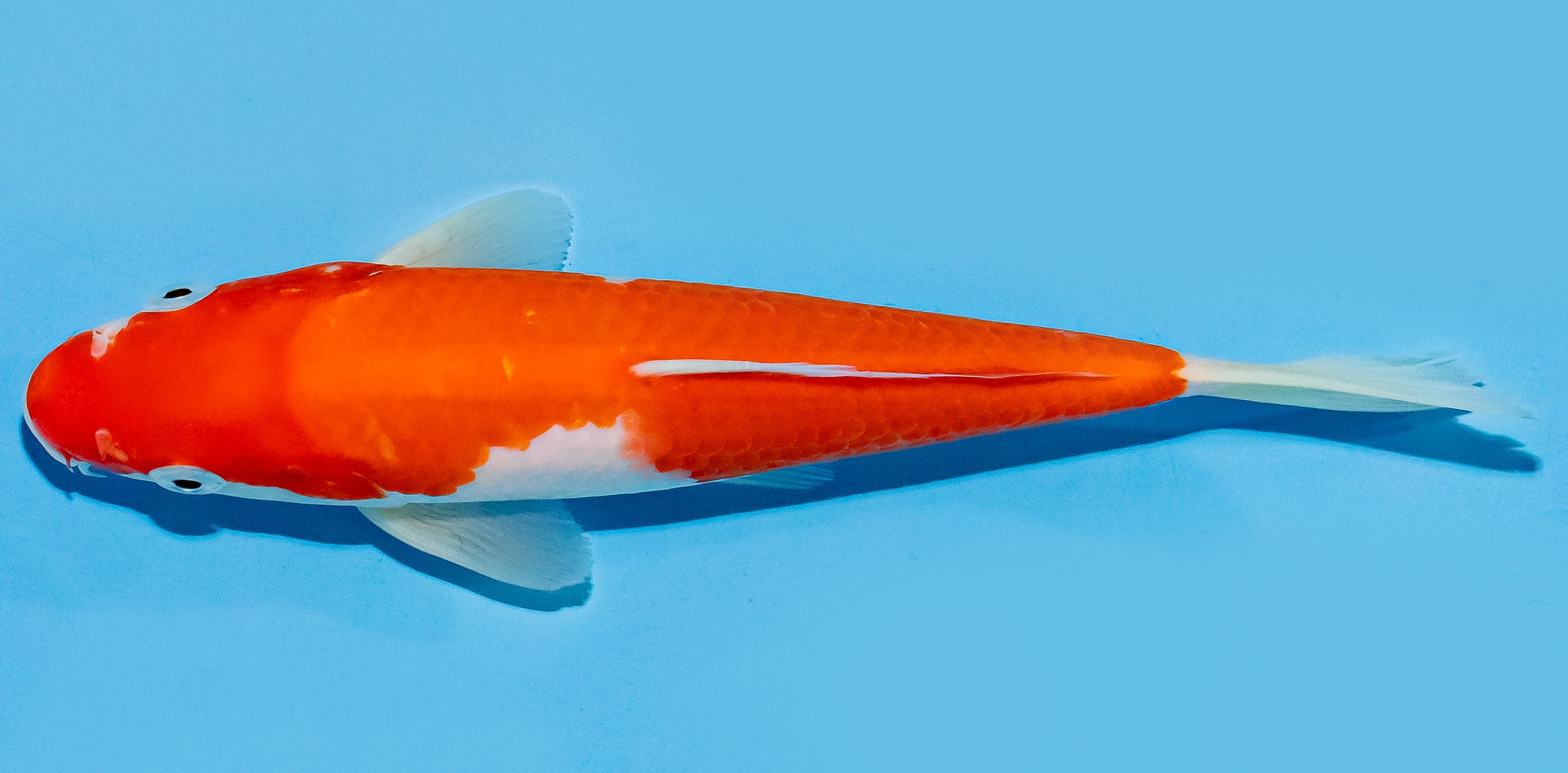 Koi 17-20cm Nr. 7228