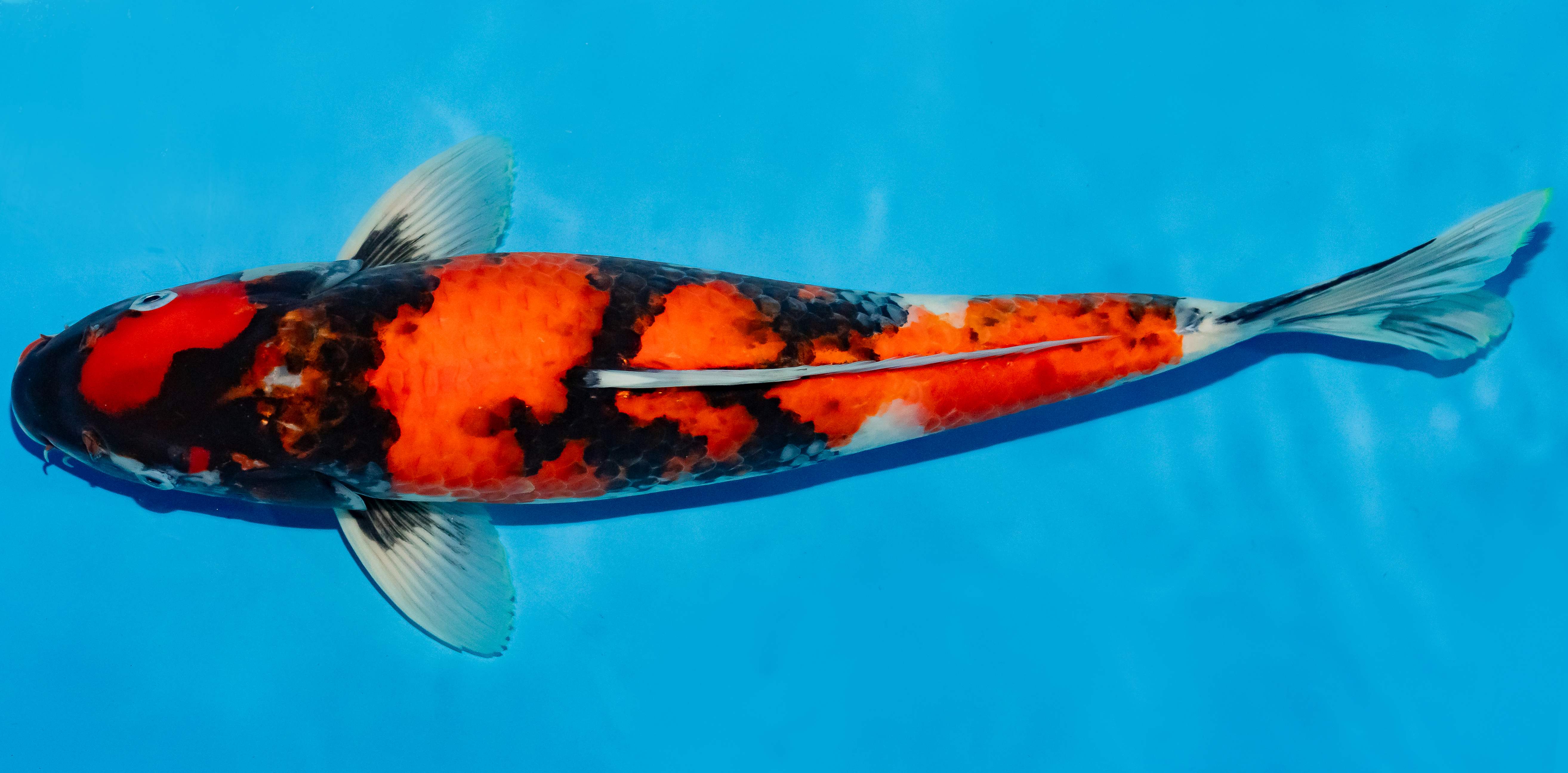 Koi 40-45cm Nr. 4913